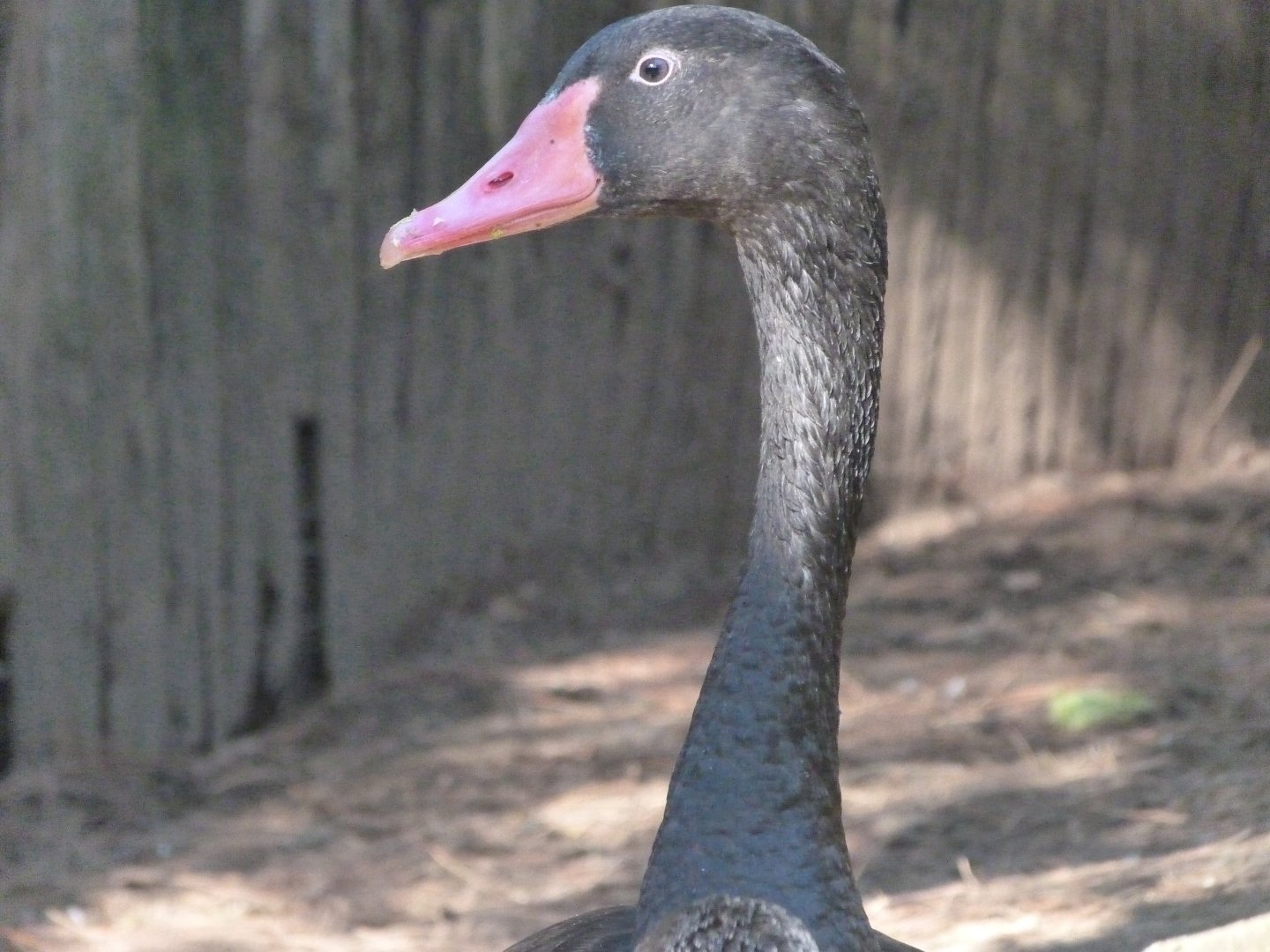 Swoose -Faunia (2025)