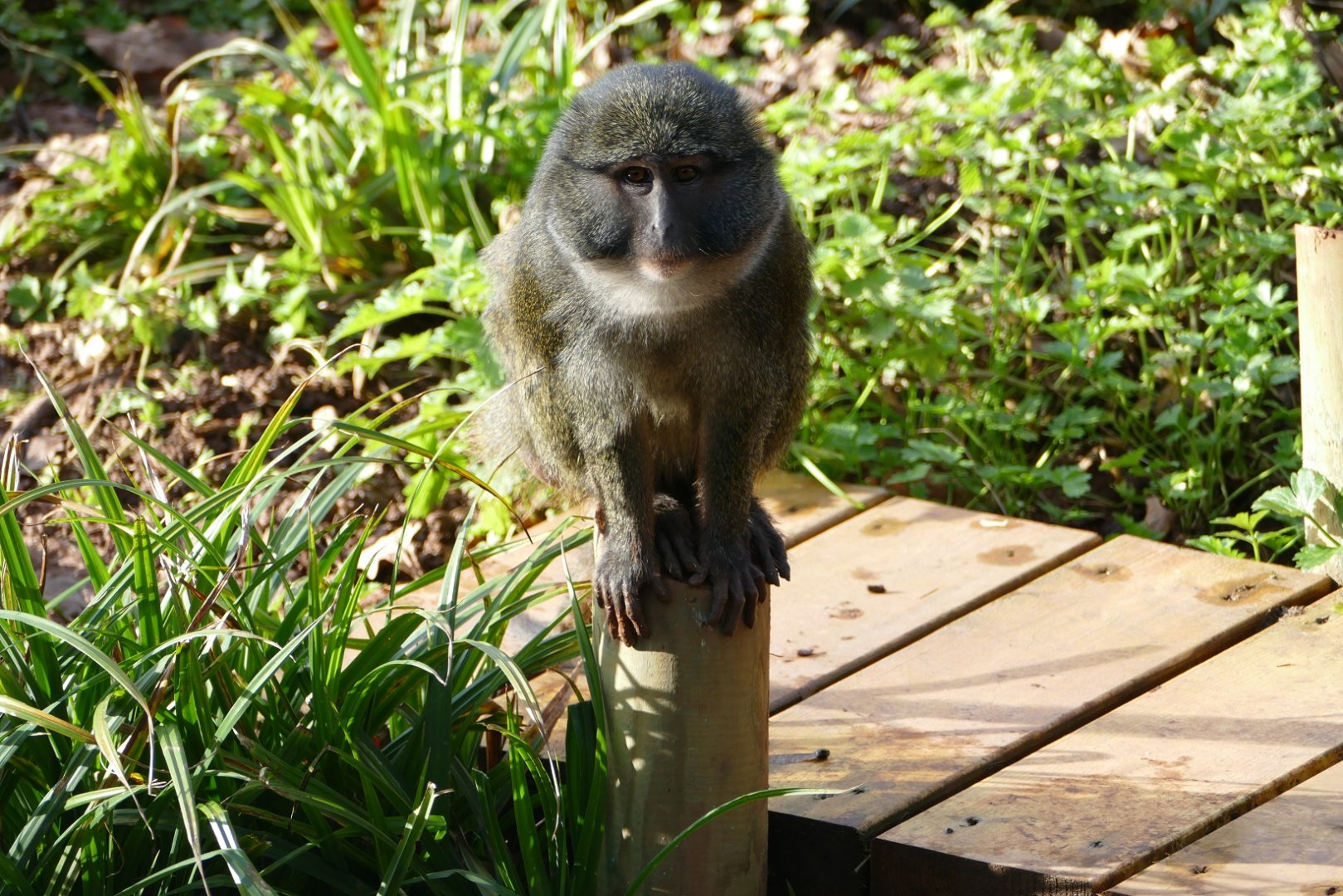 Swoozie the Swamp Monkey, January 2019