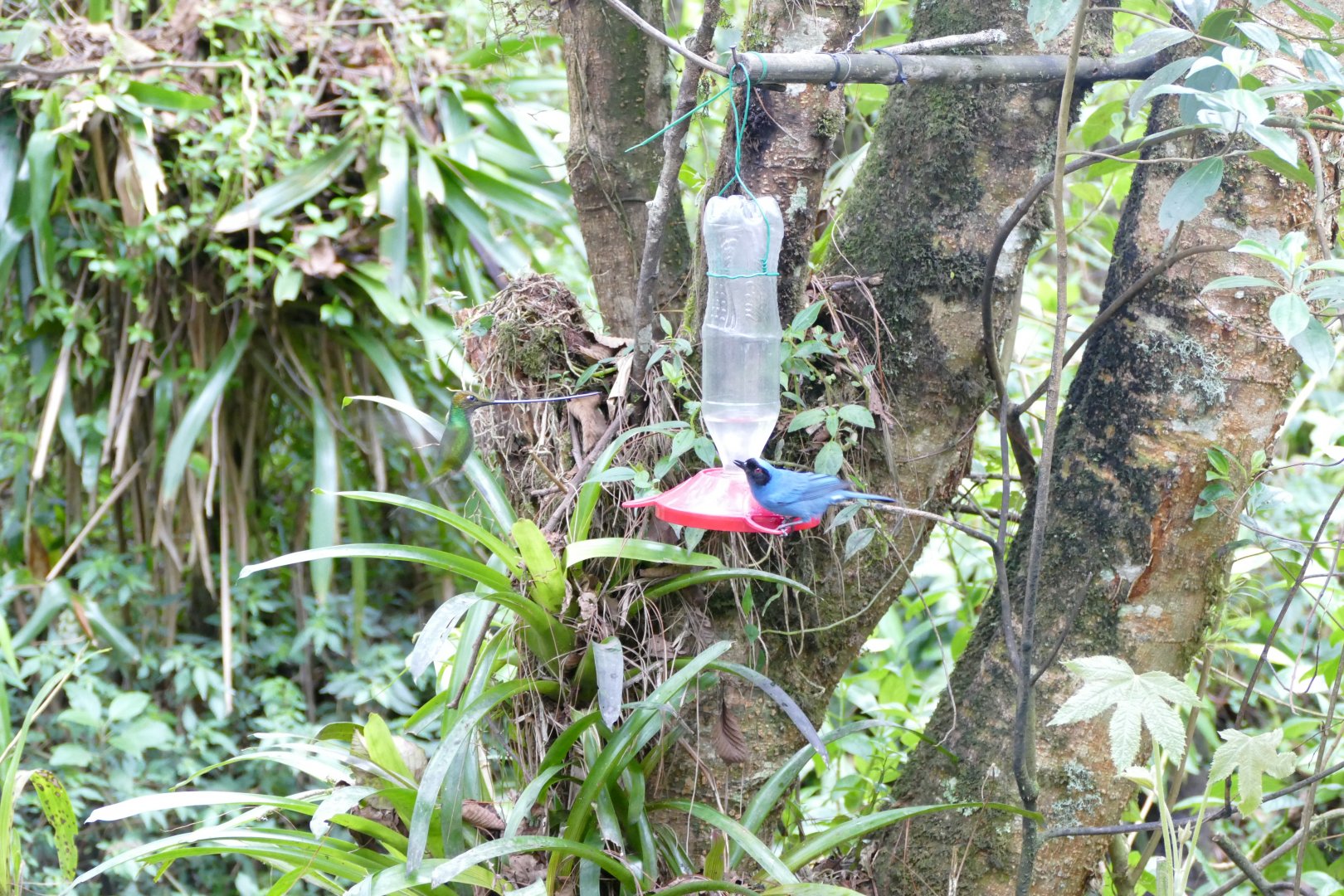 Sword-billed Hummingbird and Masked Flowerpiercer at feeder