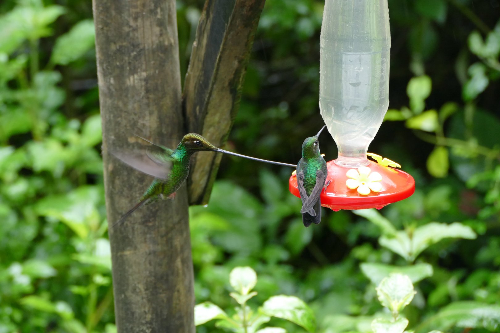 Sword-billed Hummingbird at feeder