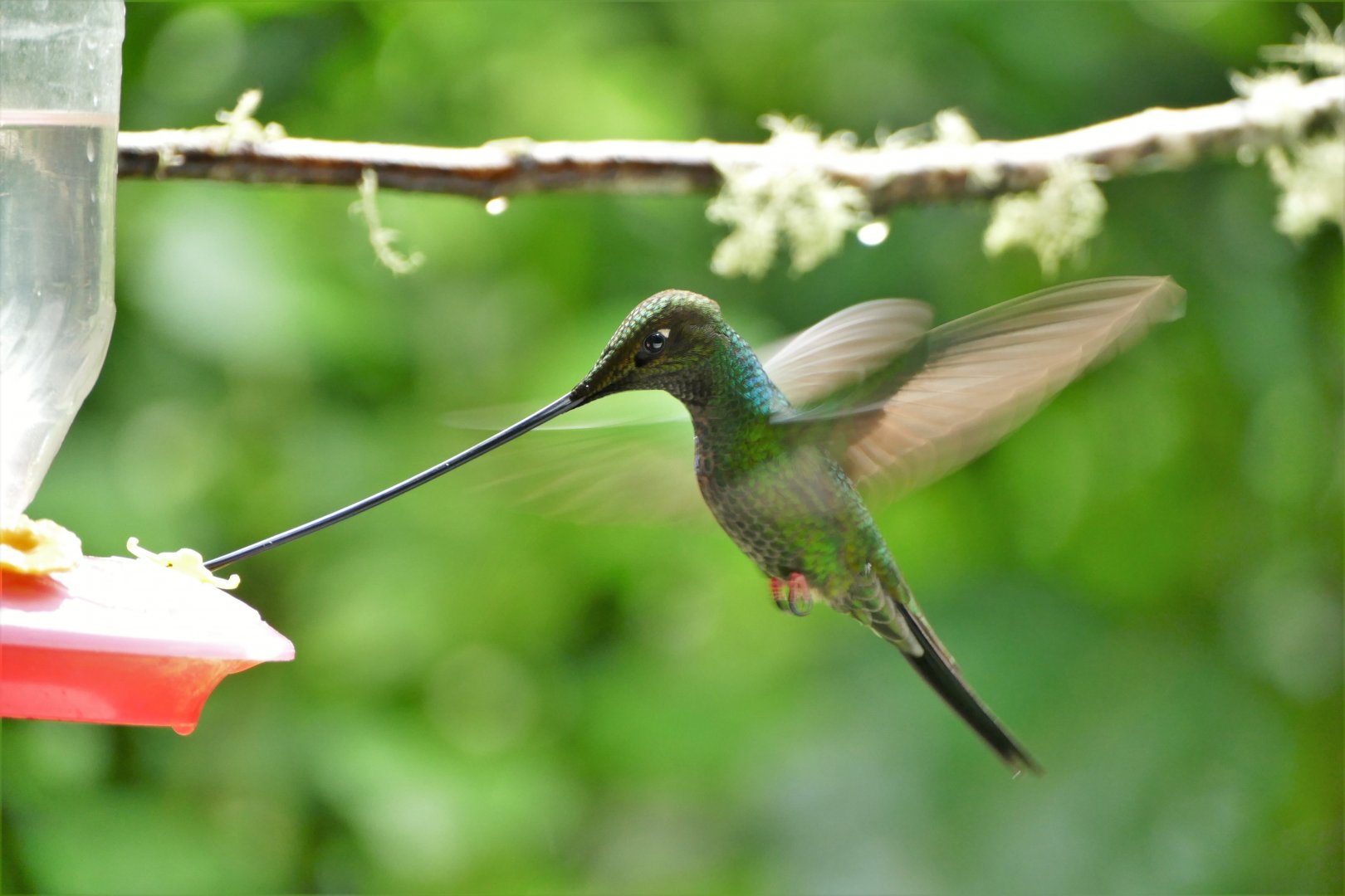 Sword-billed Hummingbird