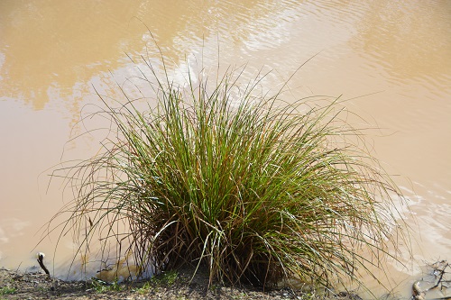Sword grass.  Has three very sharp edges.