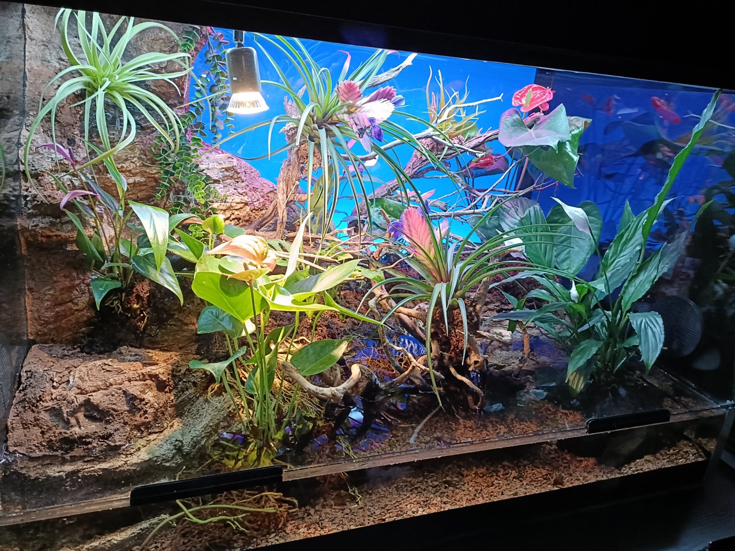 Sword-tail newt exhibit - Bioparc Acuario de Gijón