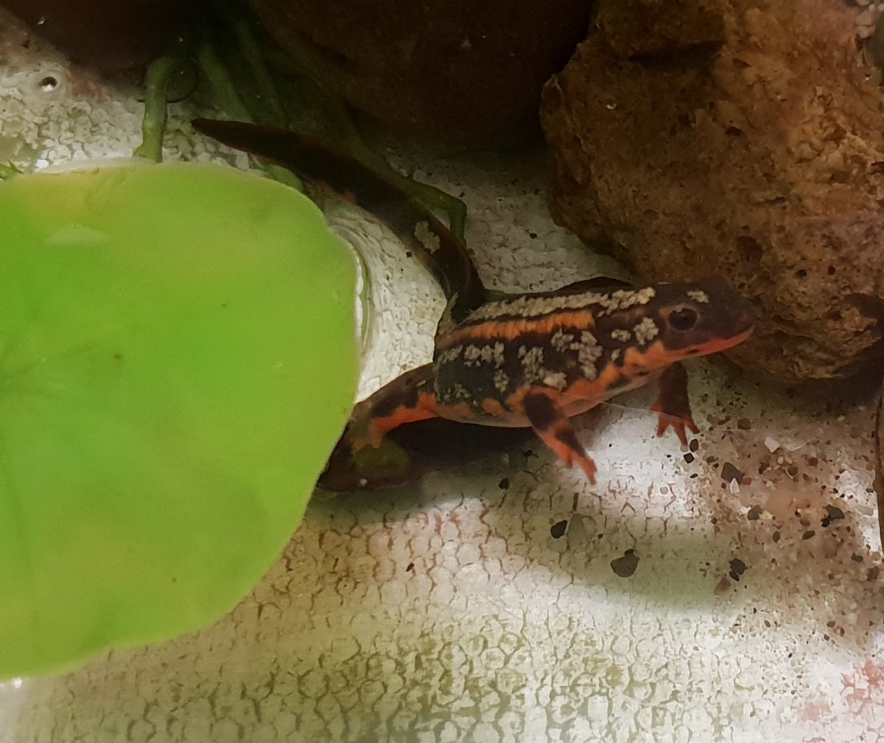 Sword-tailed newt - Cynops ensicauda