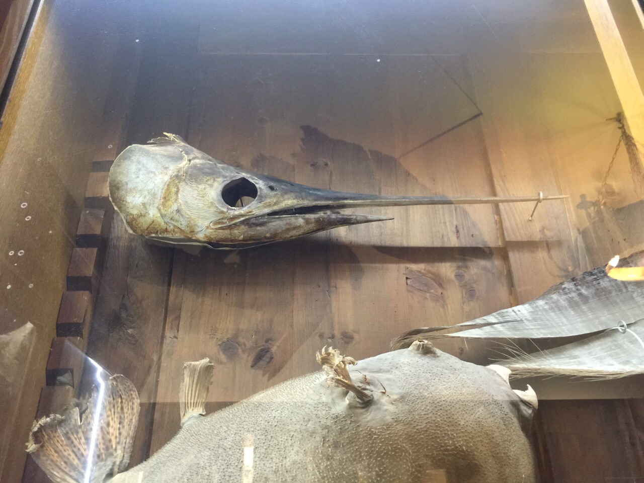 Swordfish head