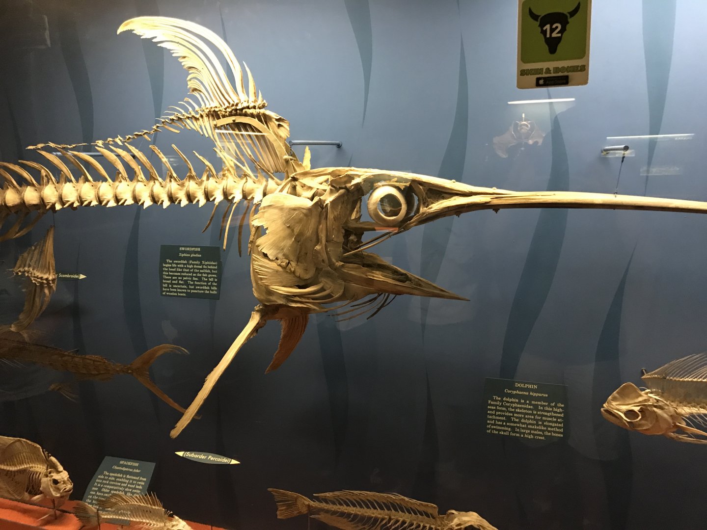 Swordfish Skeleton