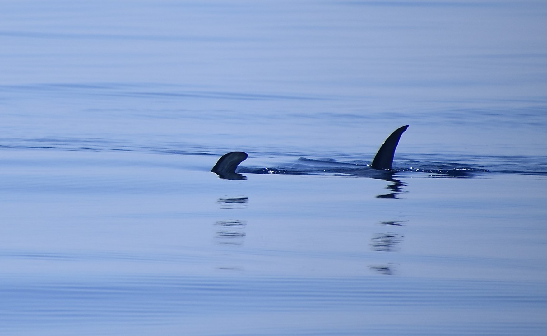 Swordfish (Xiphias gladius) at the surface