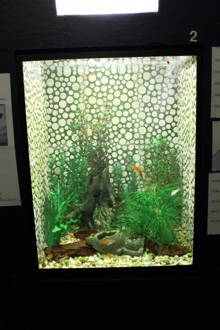 Swordtail-aquarium