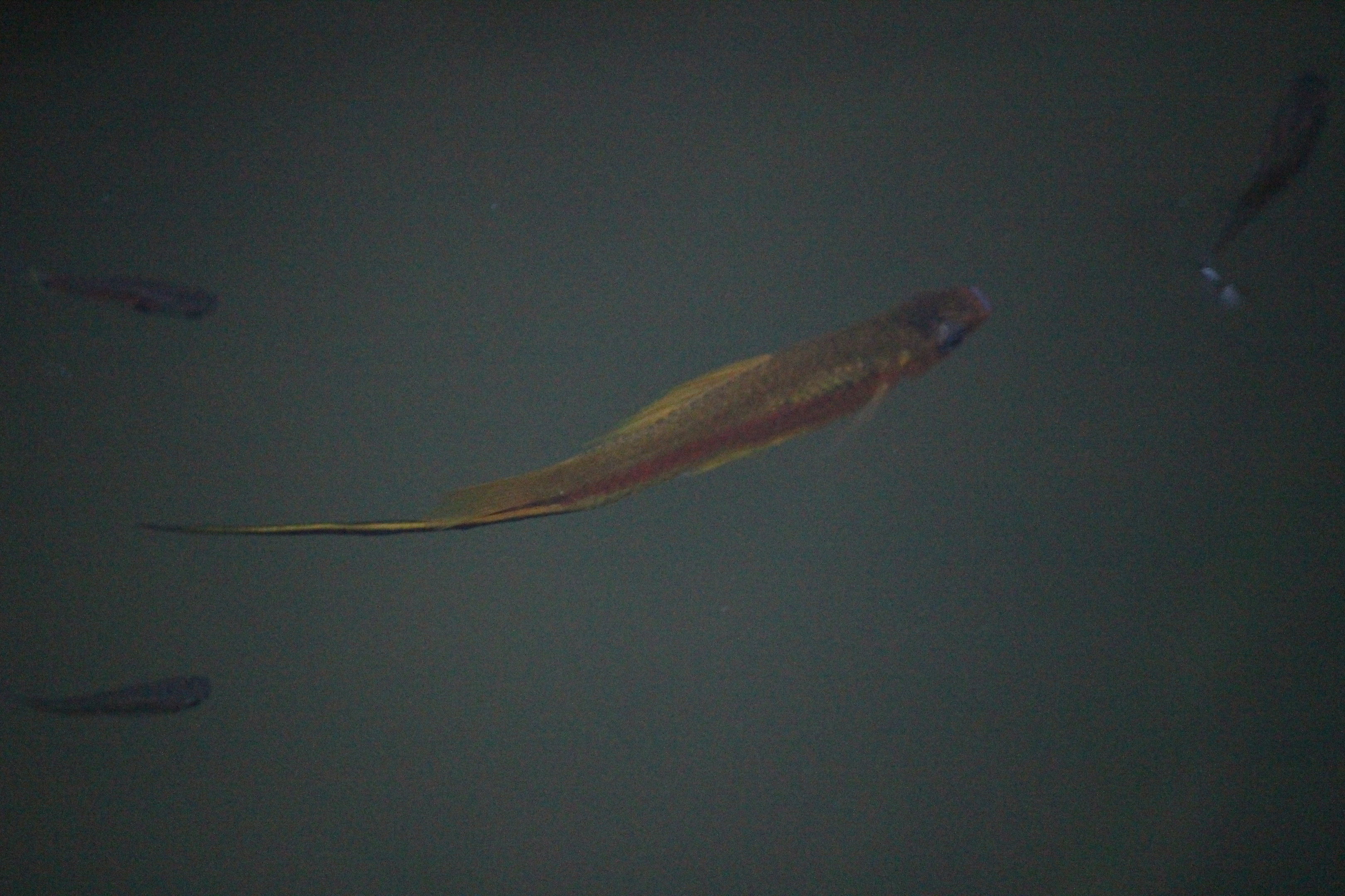 Swordtail, Begonia House (Wellington Botanic Garden)