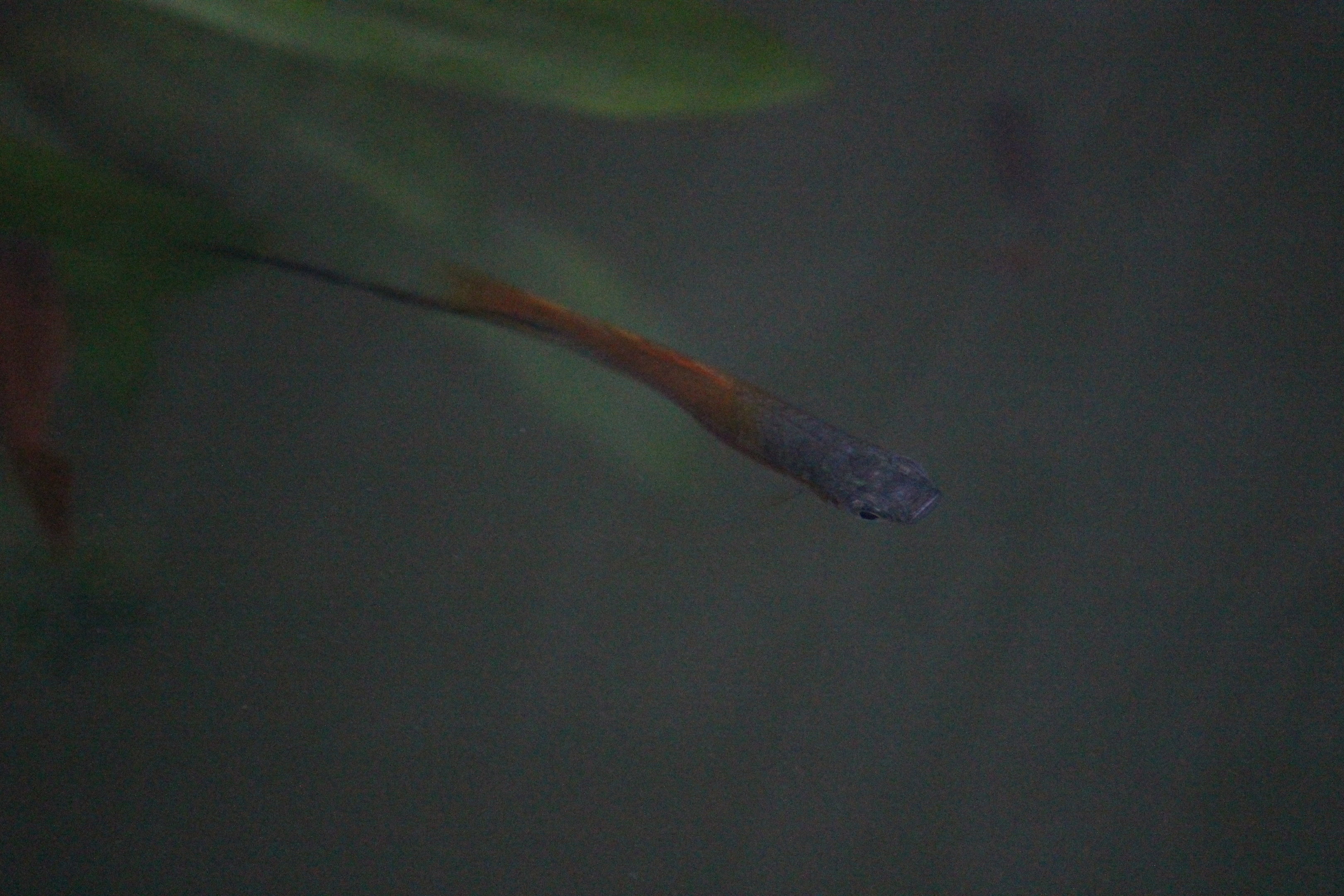 Swordtail, Begonia House (Wellington Botanic Garden)