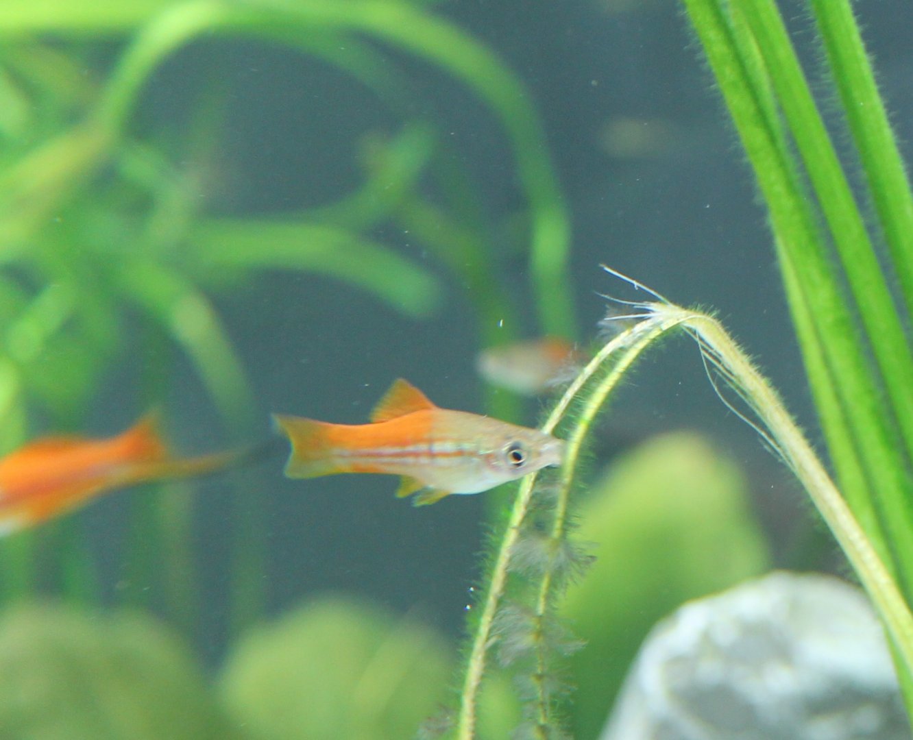 Swordtail