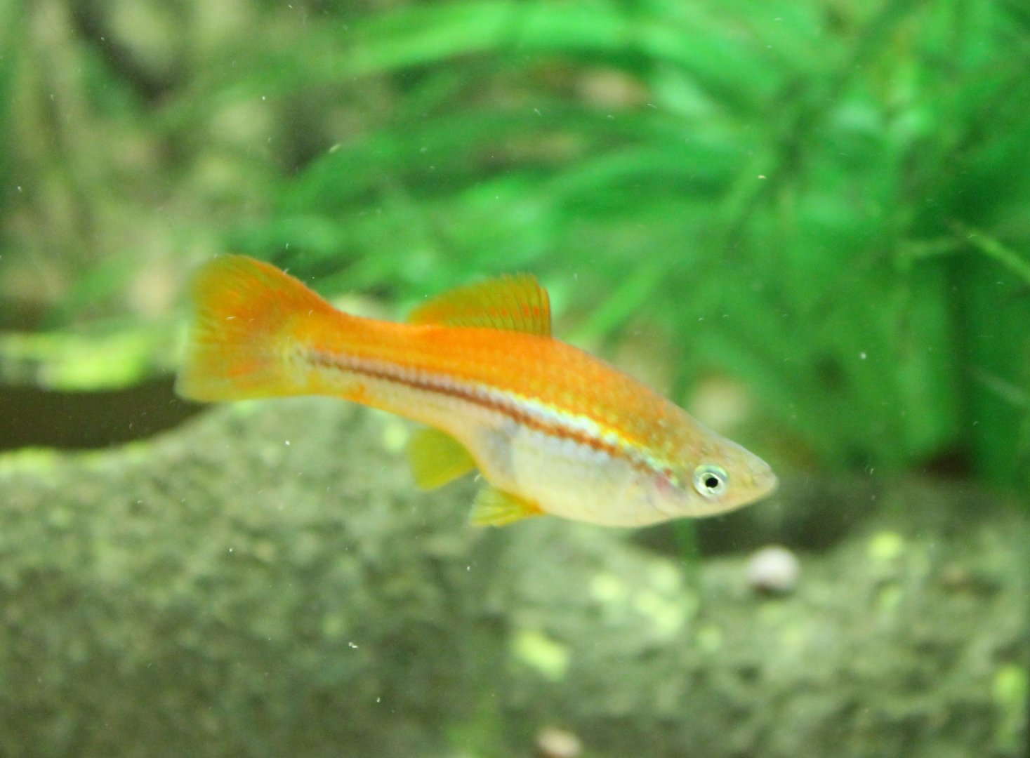Swordtail