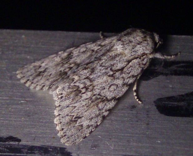 Sycamore (Acronicta aceris)