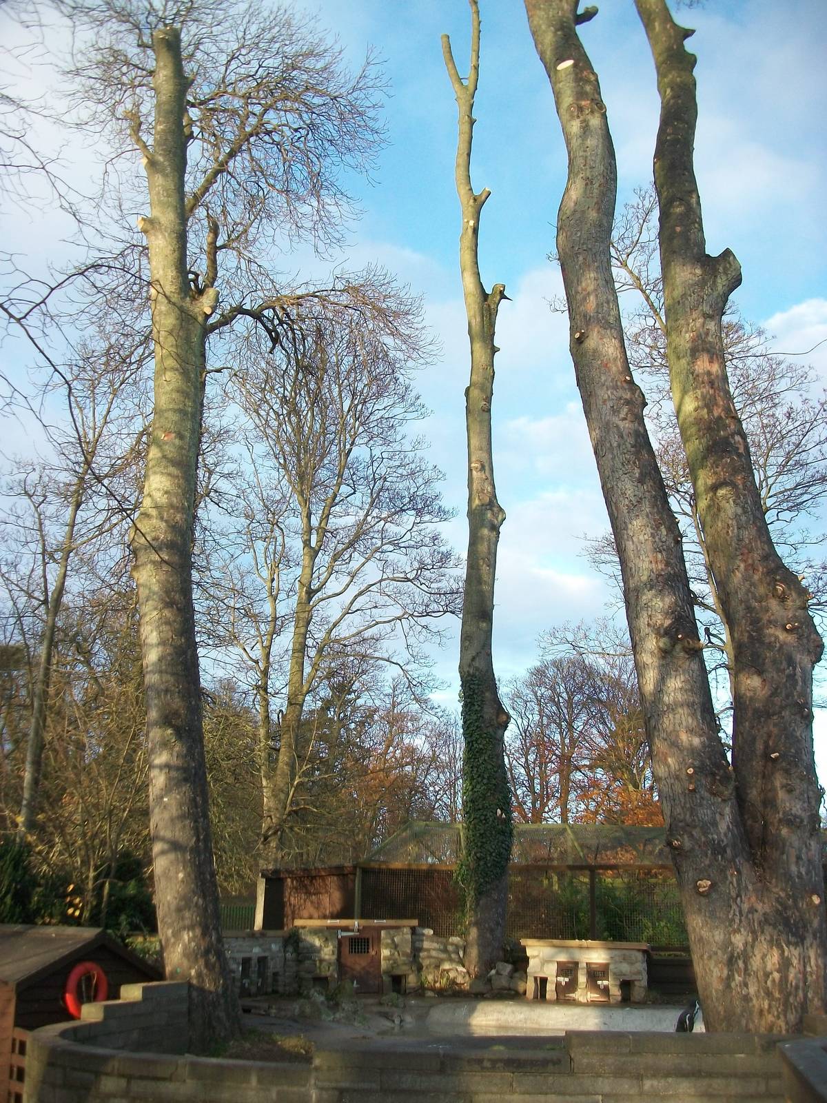 Sycamore removal, November/December 2013