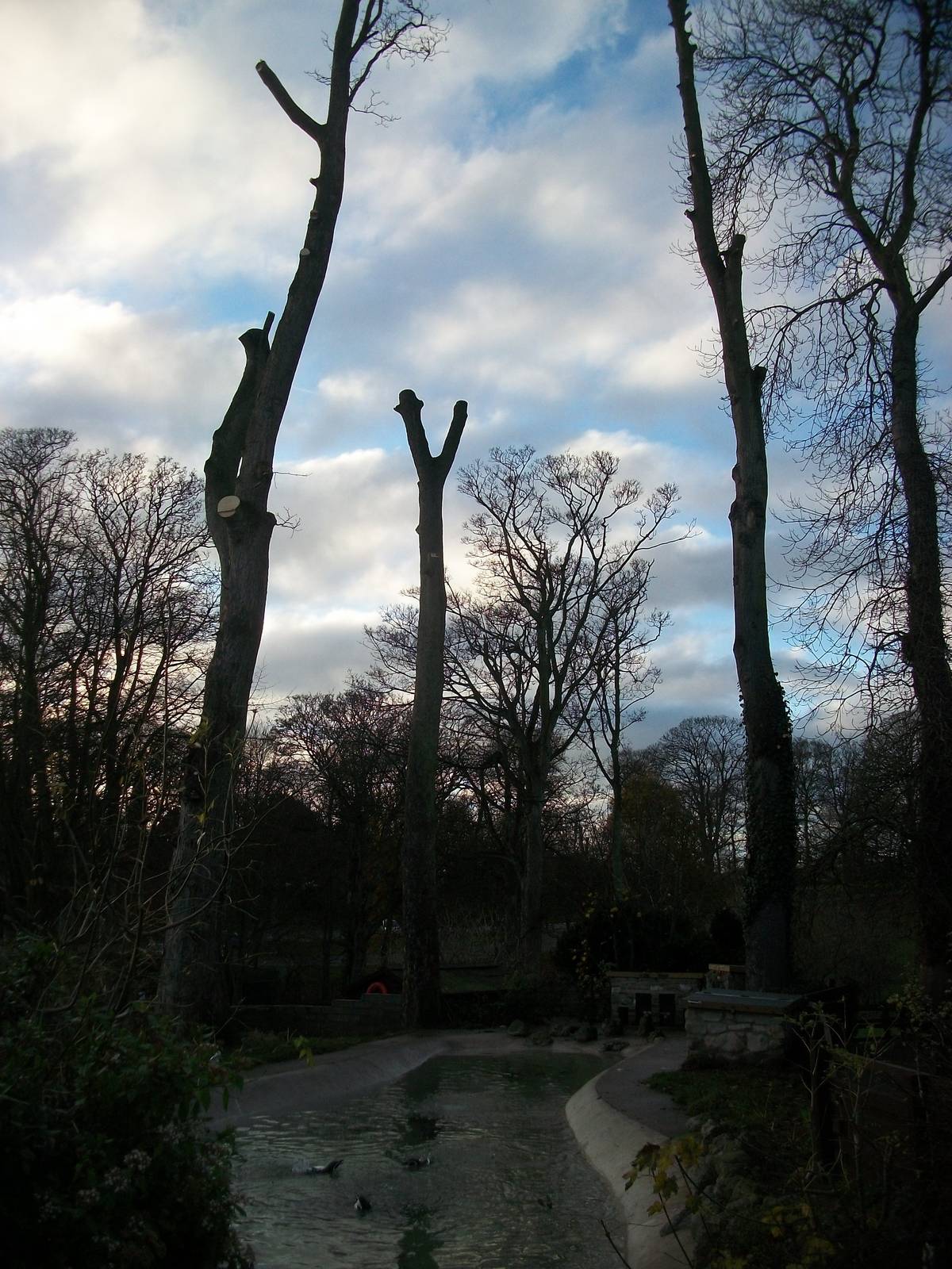 Sycamore removal, November/December 2013