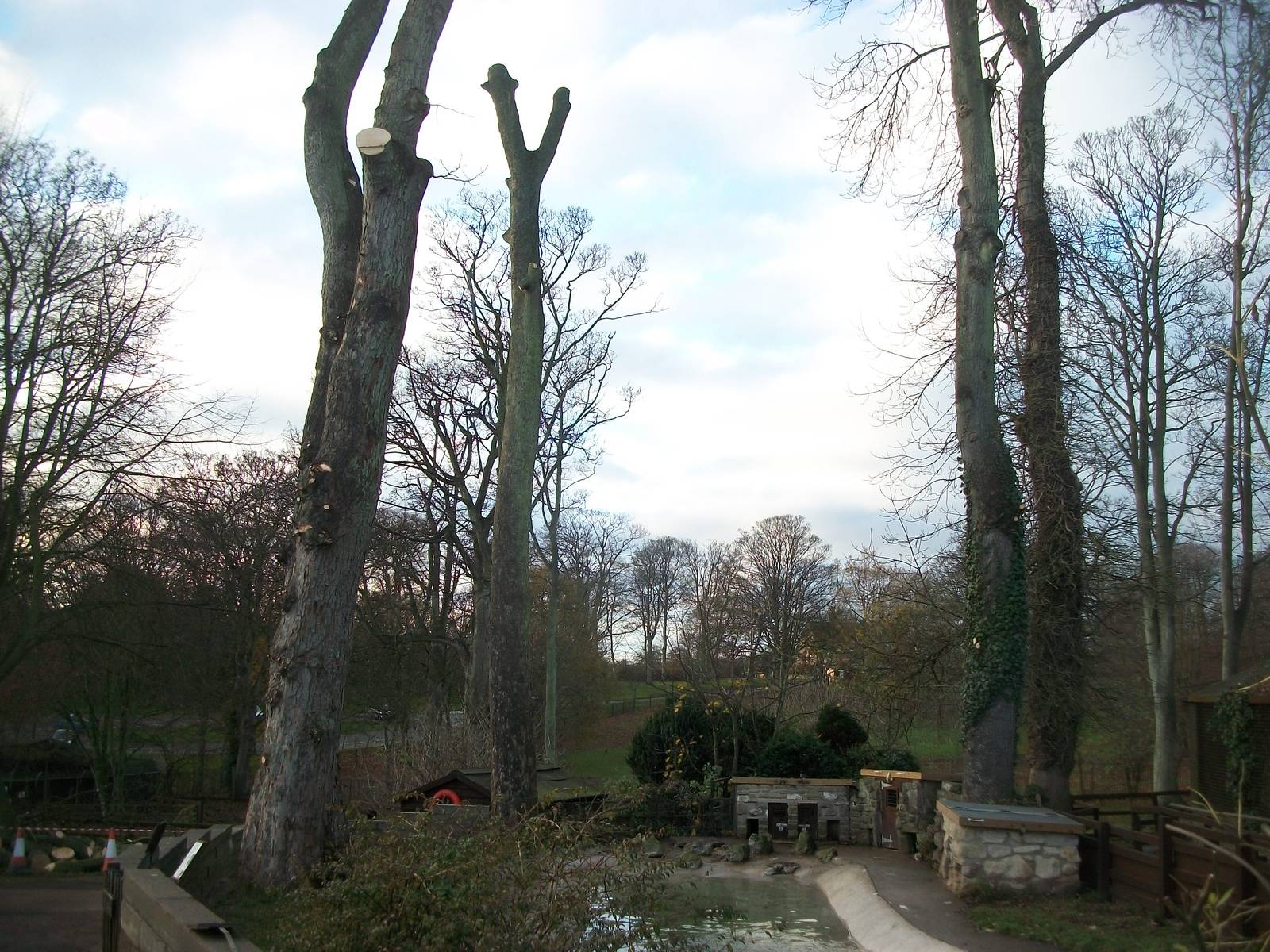 Sycamore removal, November/December 2013