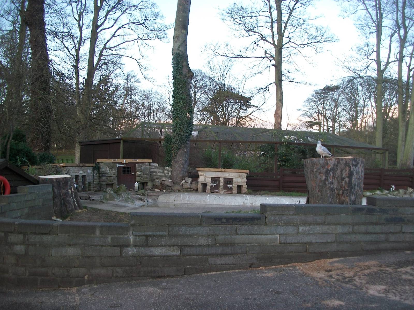 Sycamore removal, November/December 2013