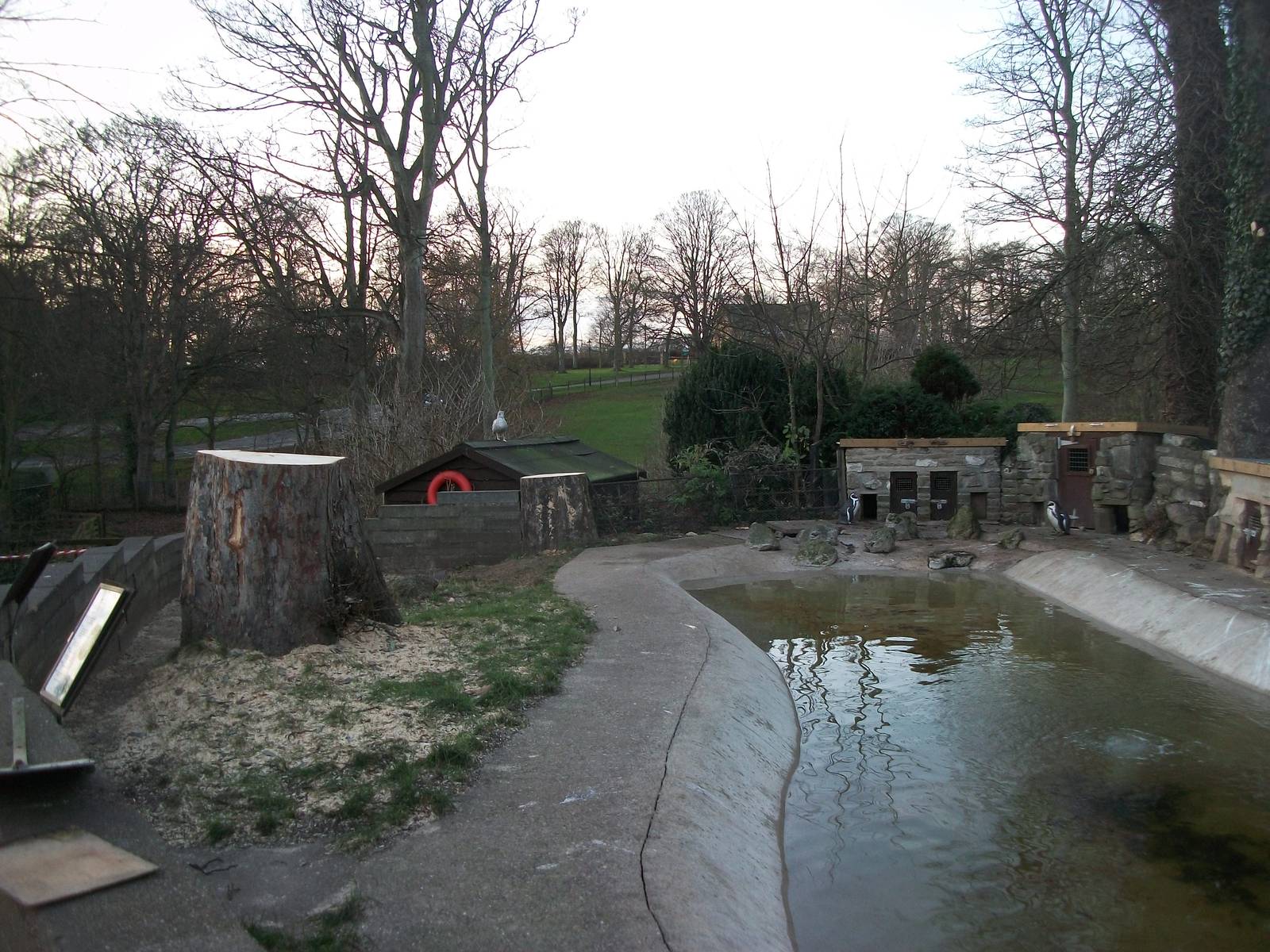 Sycamore removal, November/December 2013