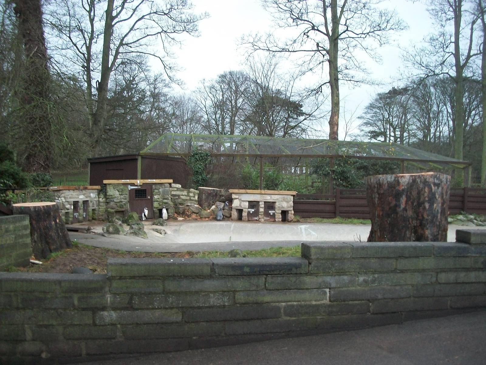 Sycamore removal, November/December 2013