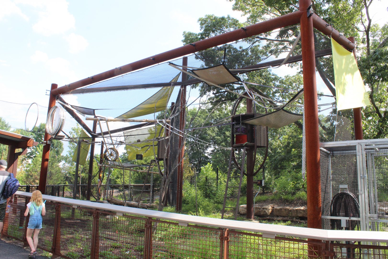 Sycamore Sanctuary (Allen's Swamp Monkey) - Primate Canopy Trails