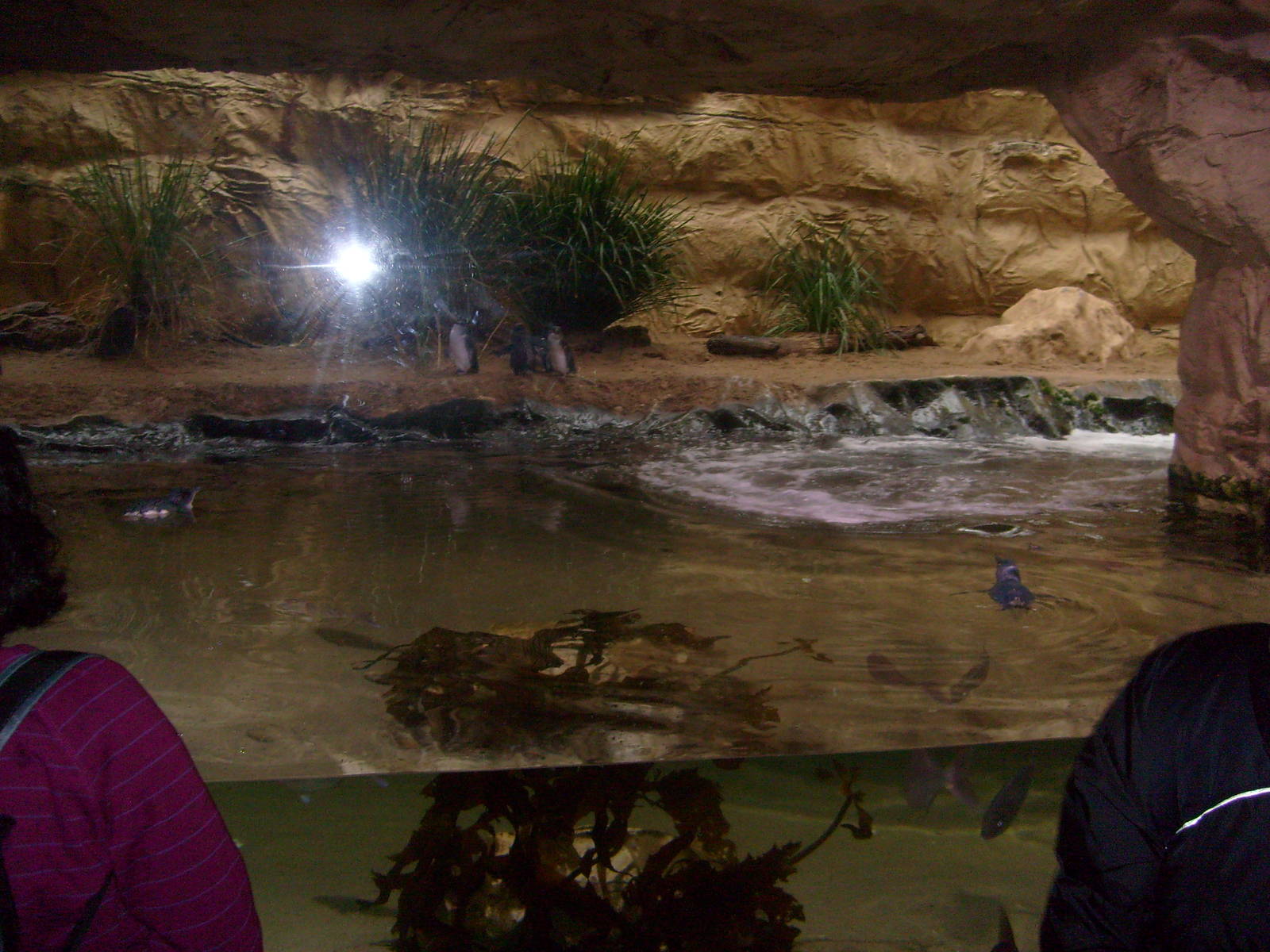 Sydney Aquarium 13/02/09