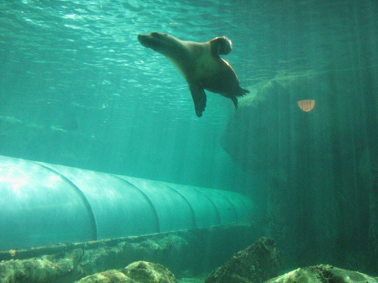 Sydney Aquarium 2007 - Australian Sea Lion in the mixed Pinniped pool