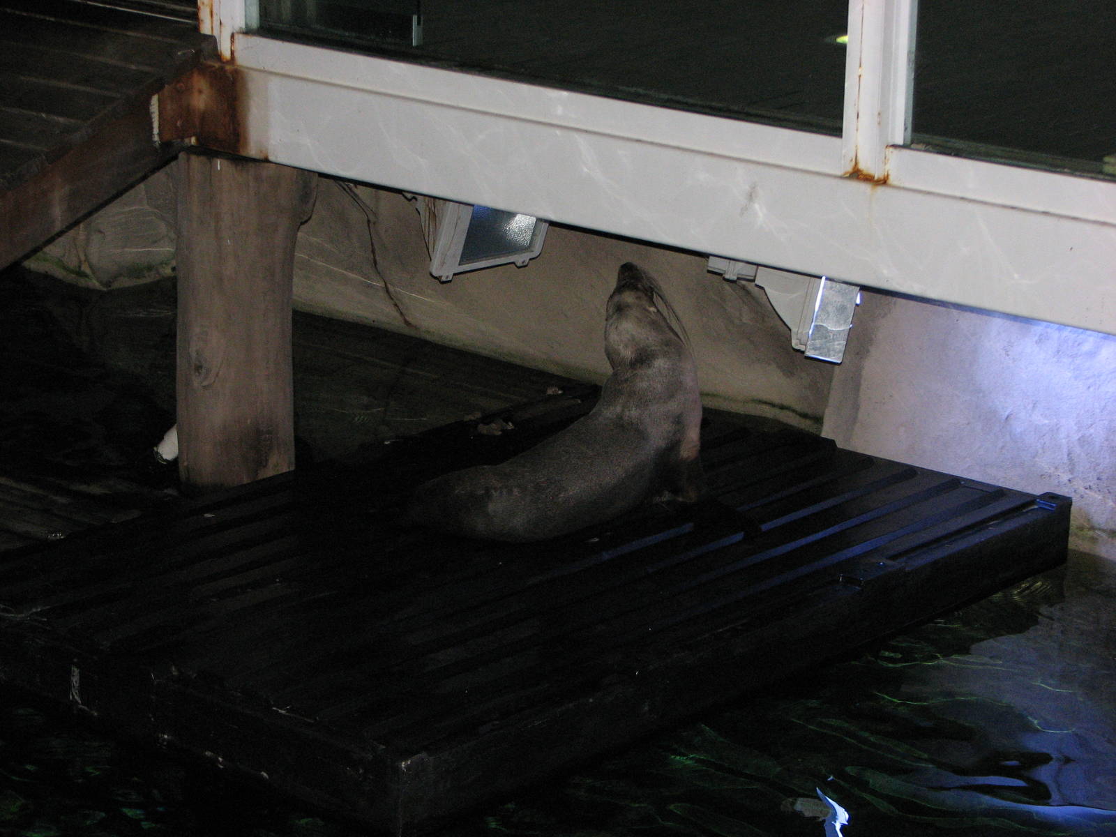 Sydney Aquarium 2007 - Australian Sea Lion
