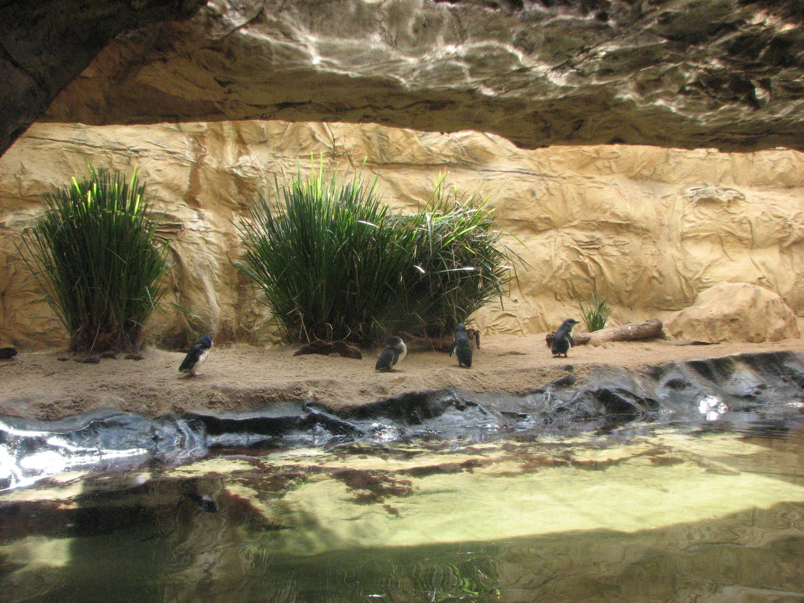 Sydney Aquarium 2007 - Fairy Penguin exhibit