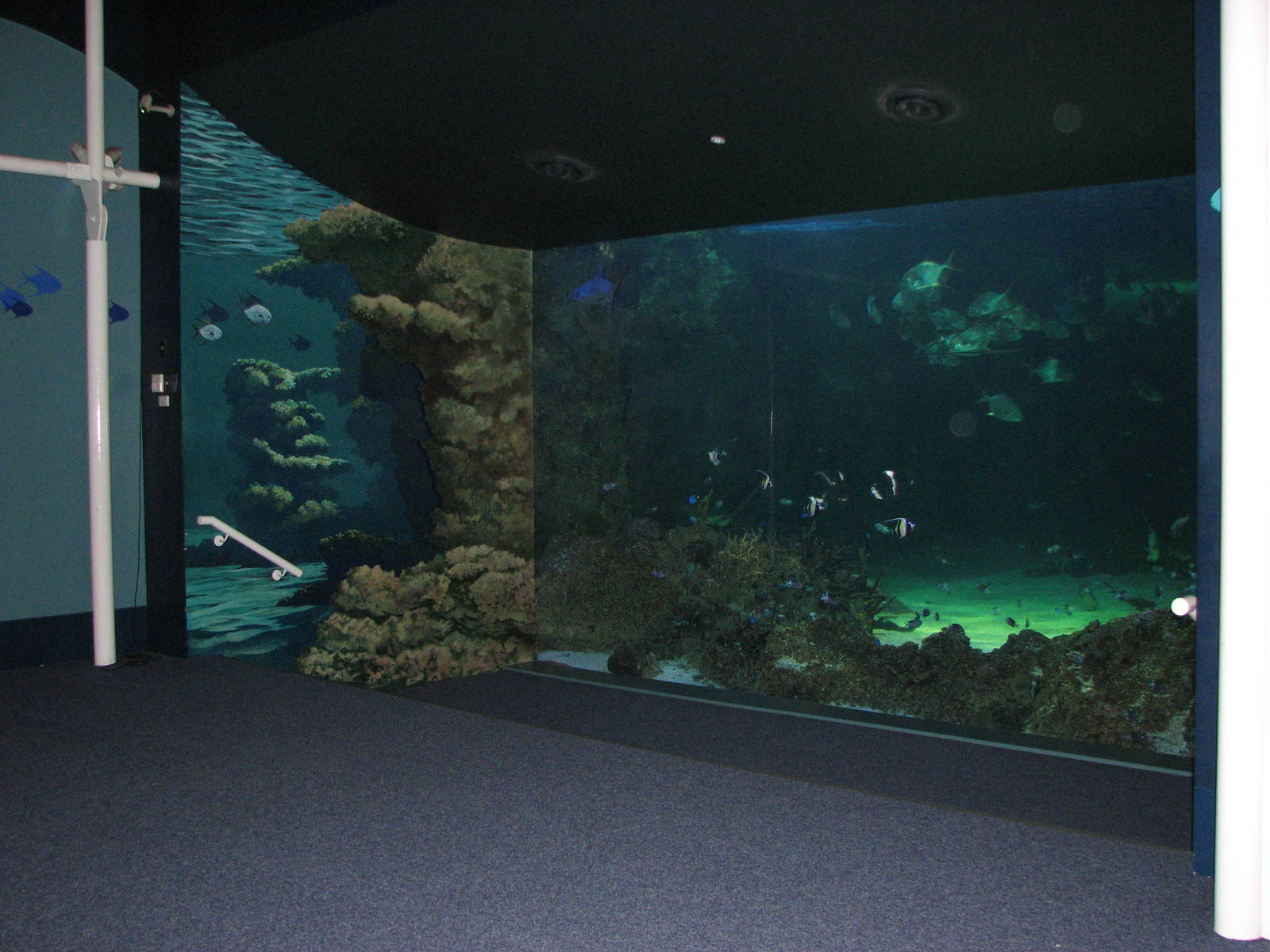 Sydney Aquarium 2007 - Fish tank