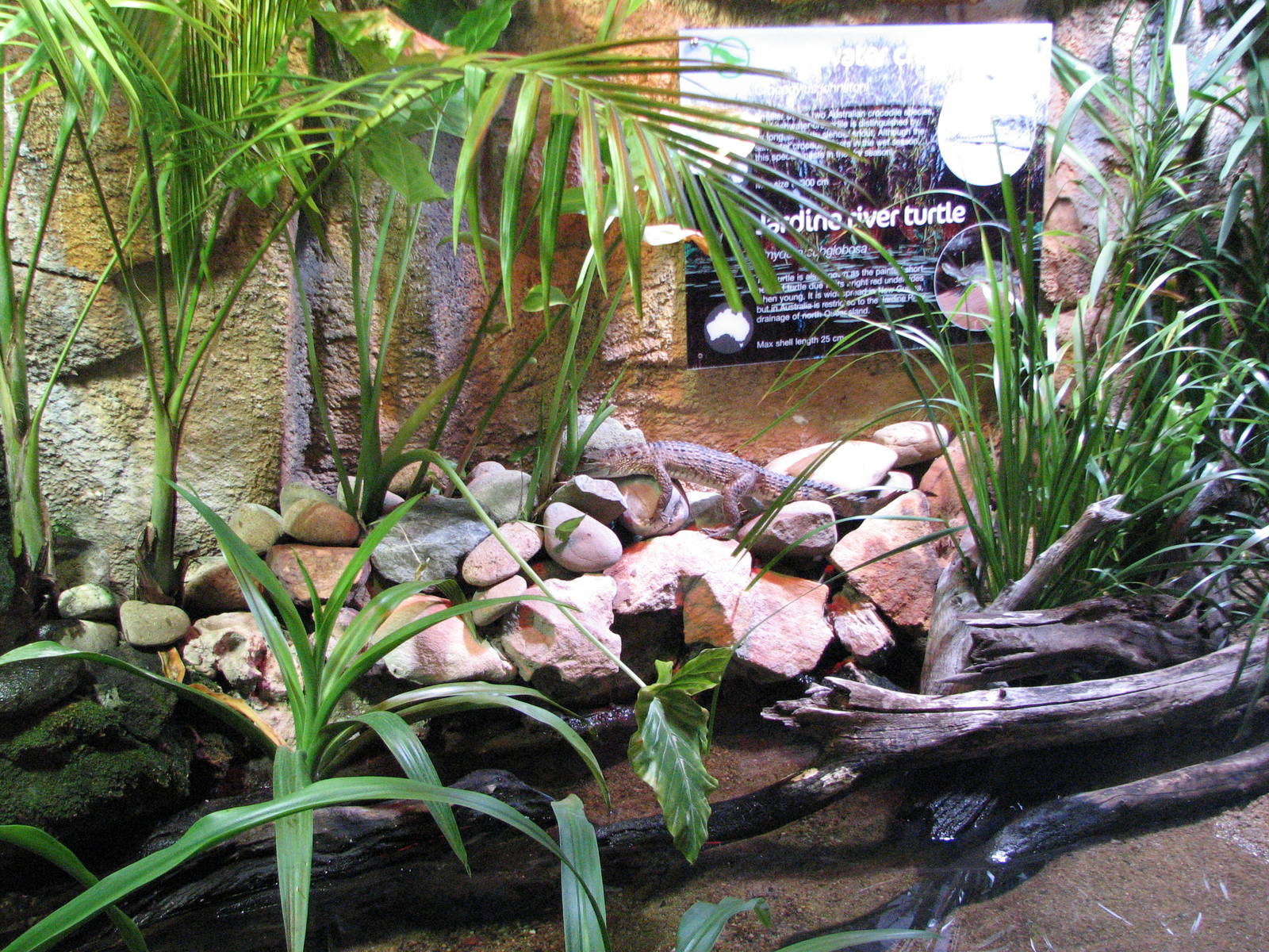 Sydney Aquarium 2007 - Freshwater Crocodile