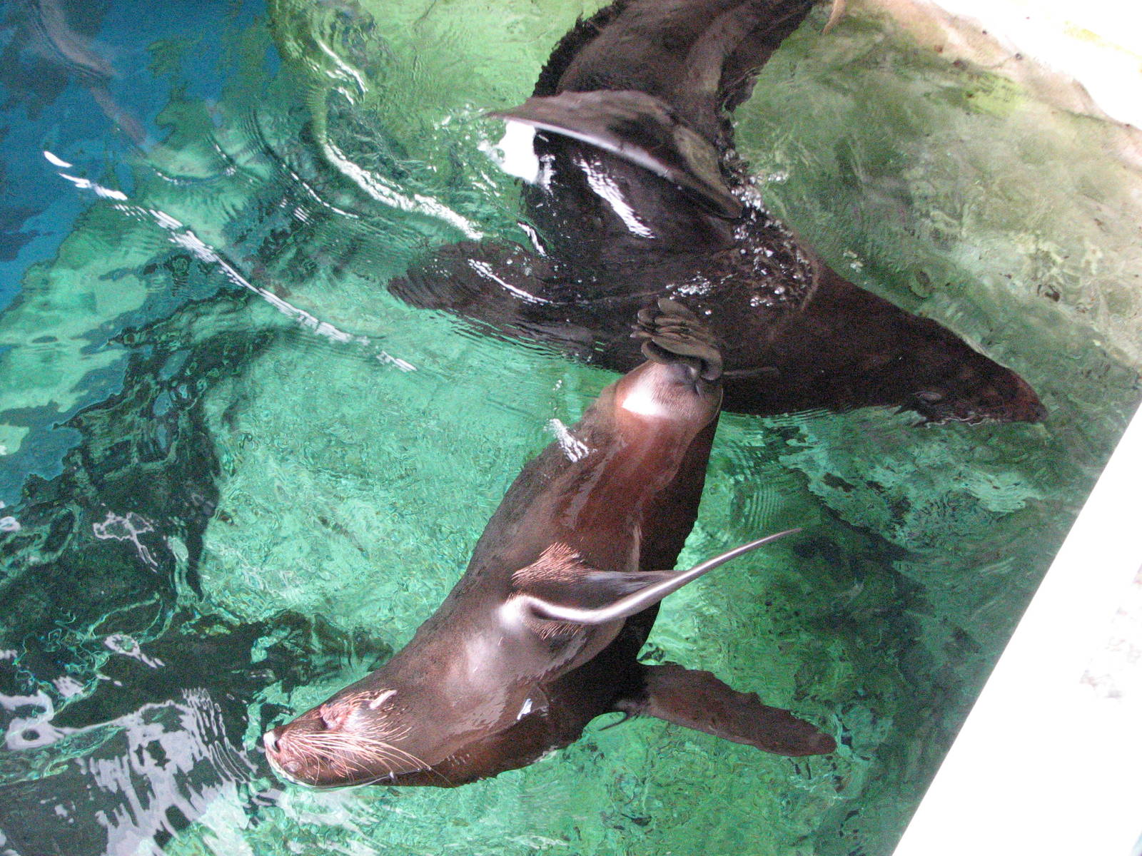 Sydney Aquarium 2007 - Fur Seals splashing