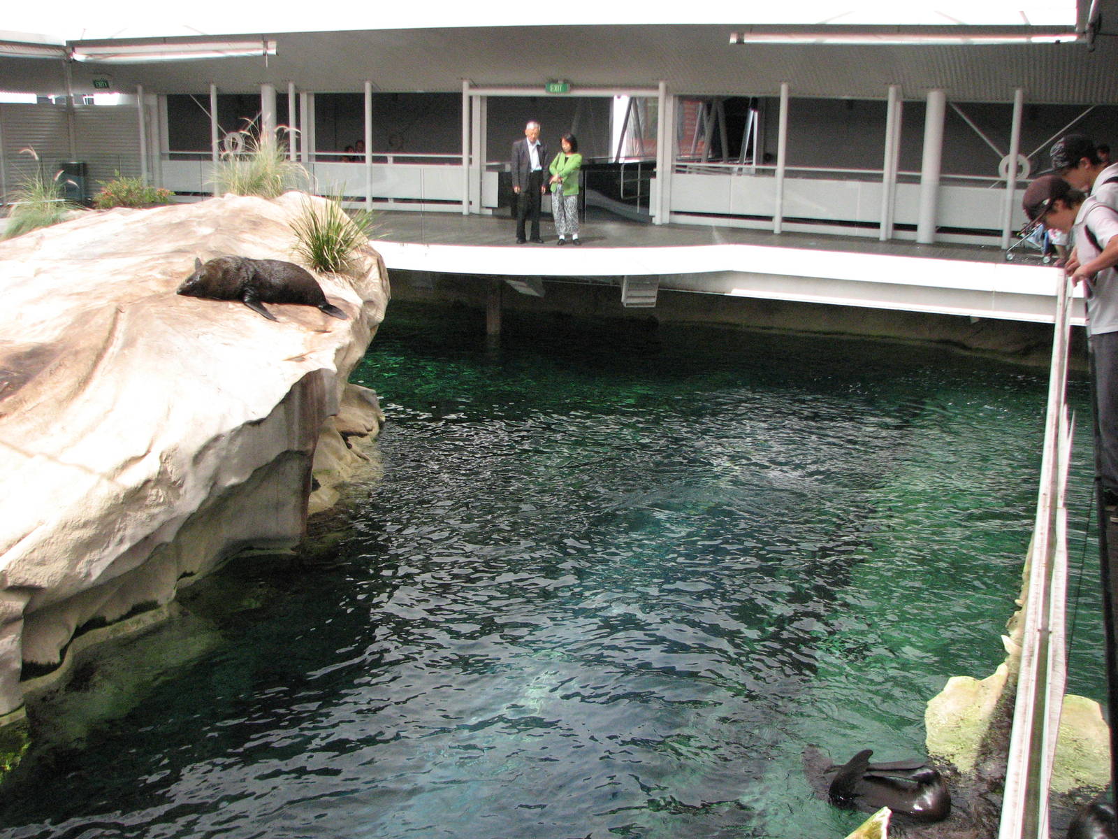 Sydney Aquarium 2007 - Indoor mixed Pinniped pool