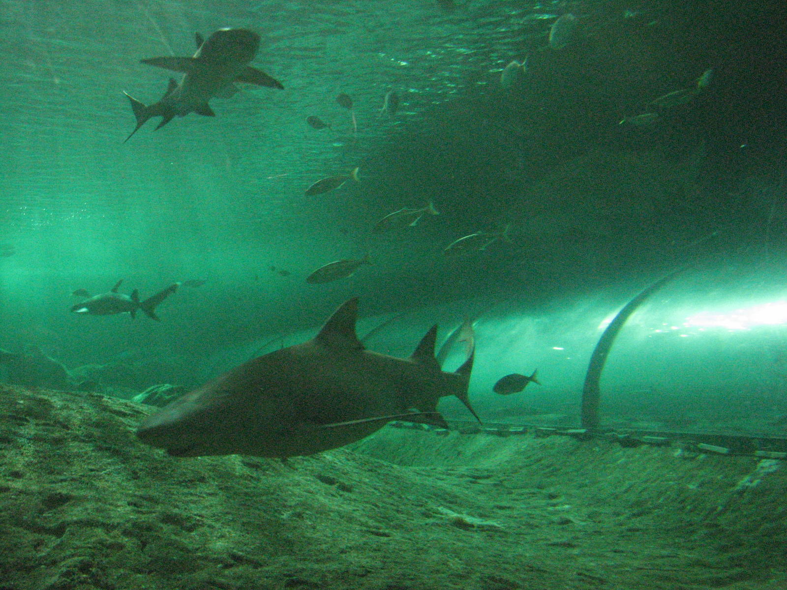 Sydney Aquarium 2007 - Inside the shark and ray tank