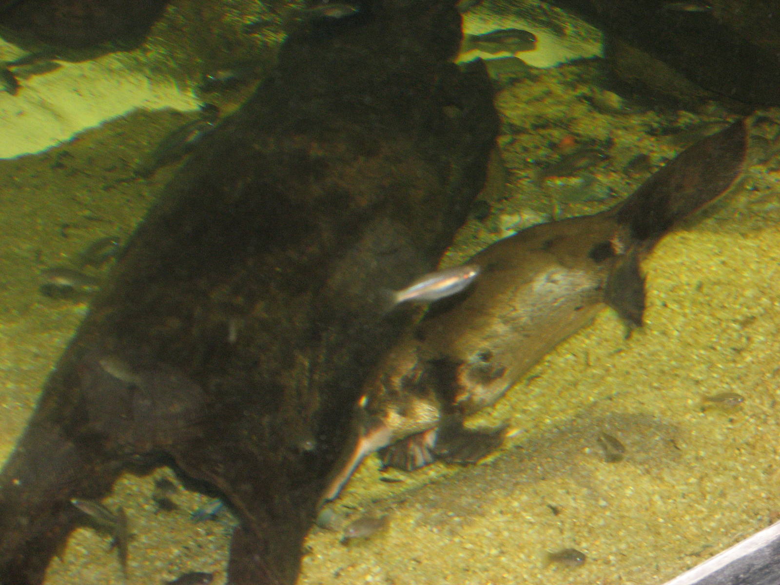 Sydney Aquarium 2007 - Platypus