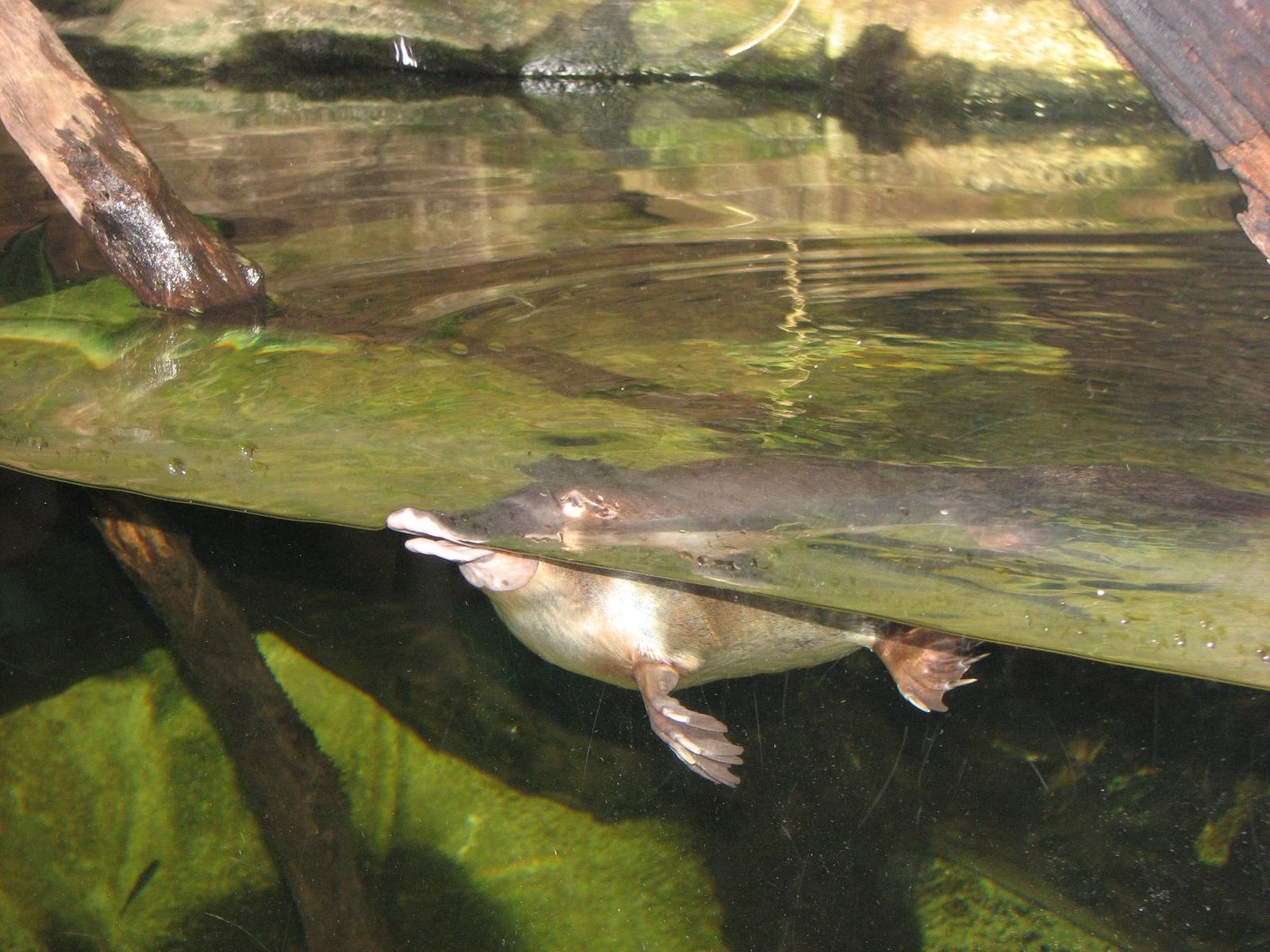 Sydney Aquarium 2007 - Platypus