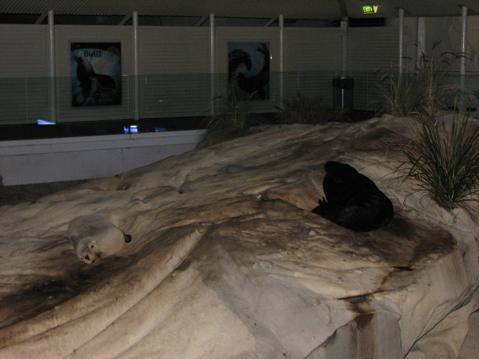 Sydney Aquarium 2007 - Sea Lion and Fur Seal sleeping
