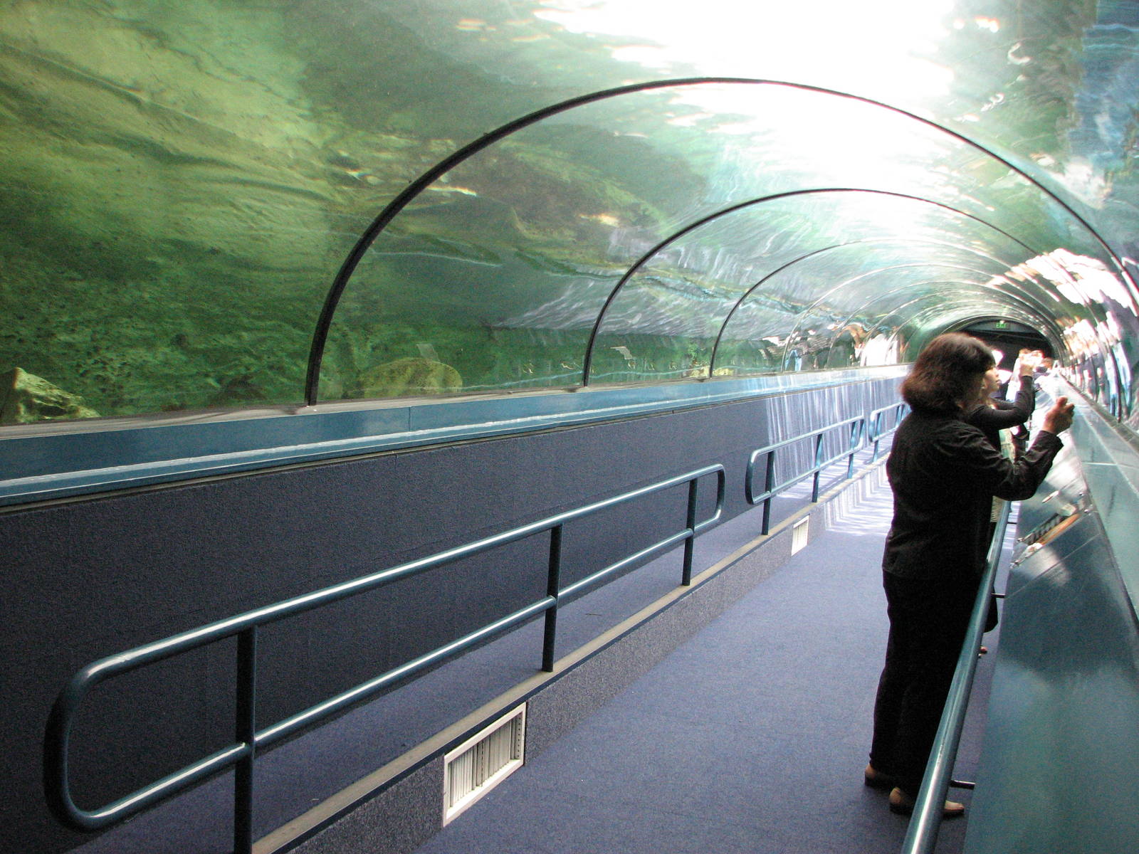 Sydney Aquarium 2007 - The best shark tunnel I have ever experienced