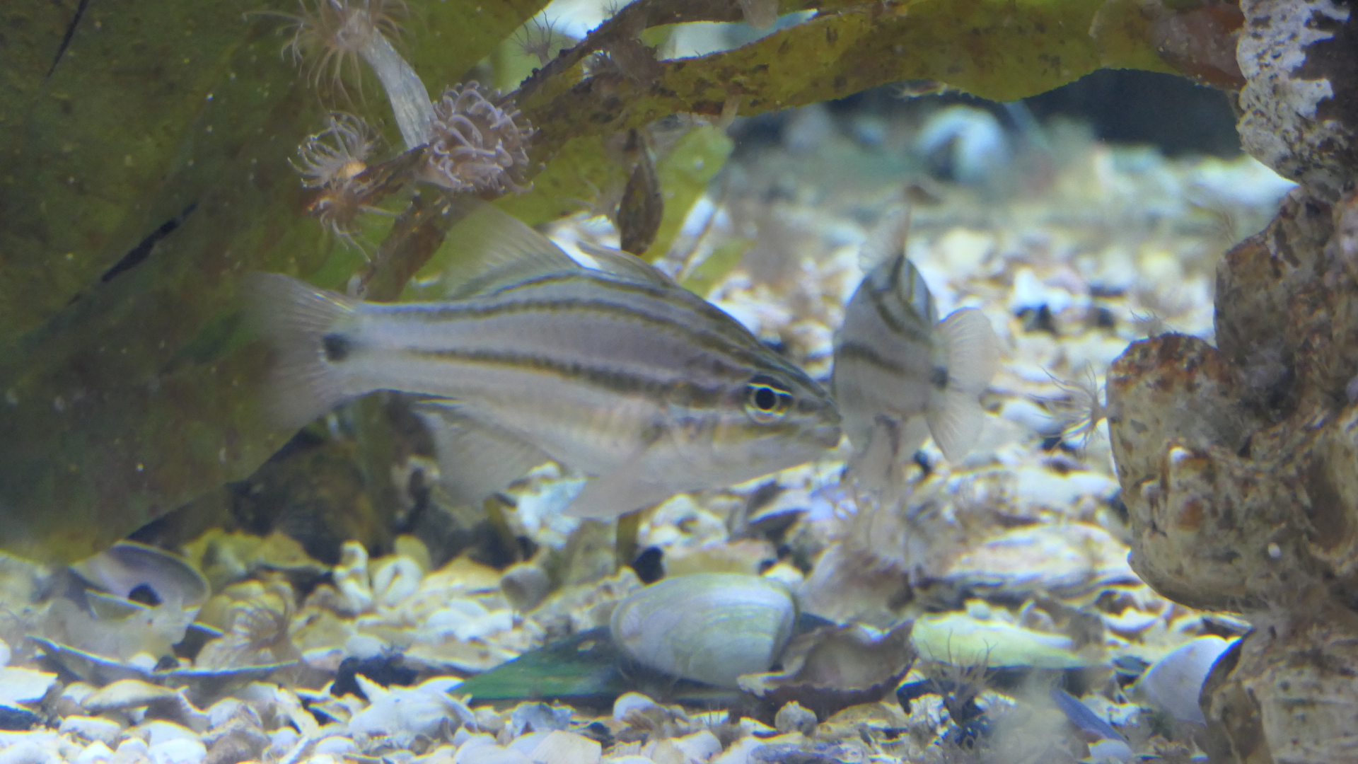 Sydney Cardinalfish
