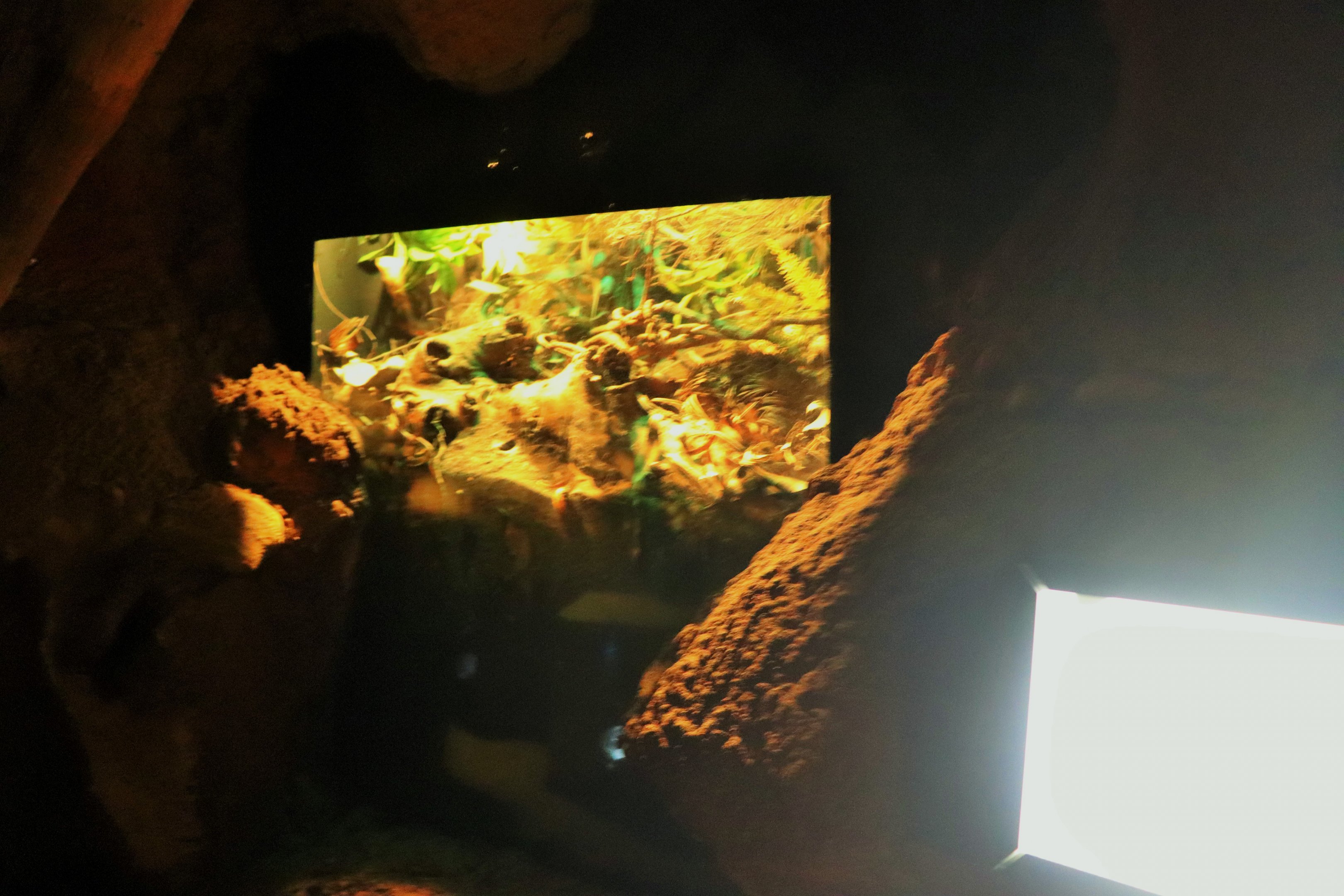 Sydney Funnel-web Spider Enclosure