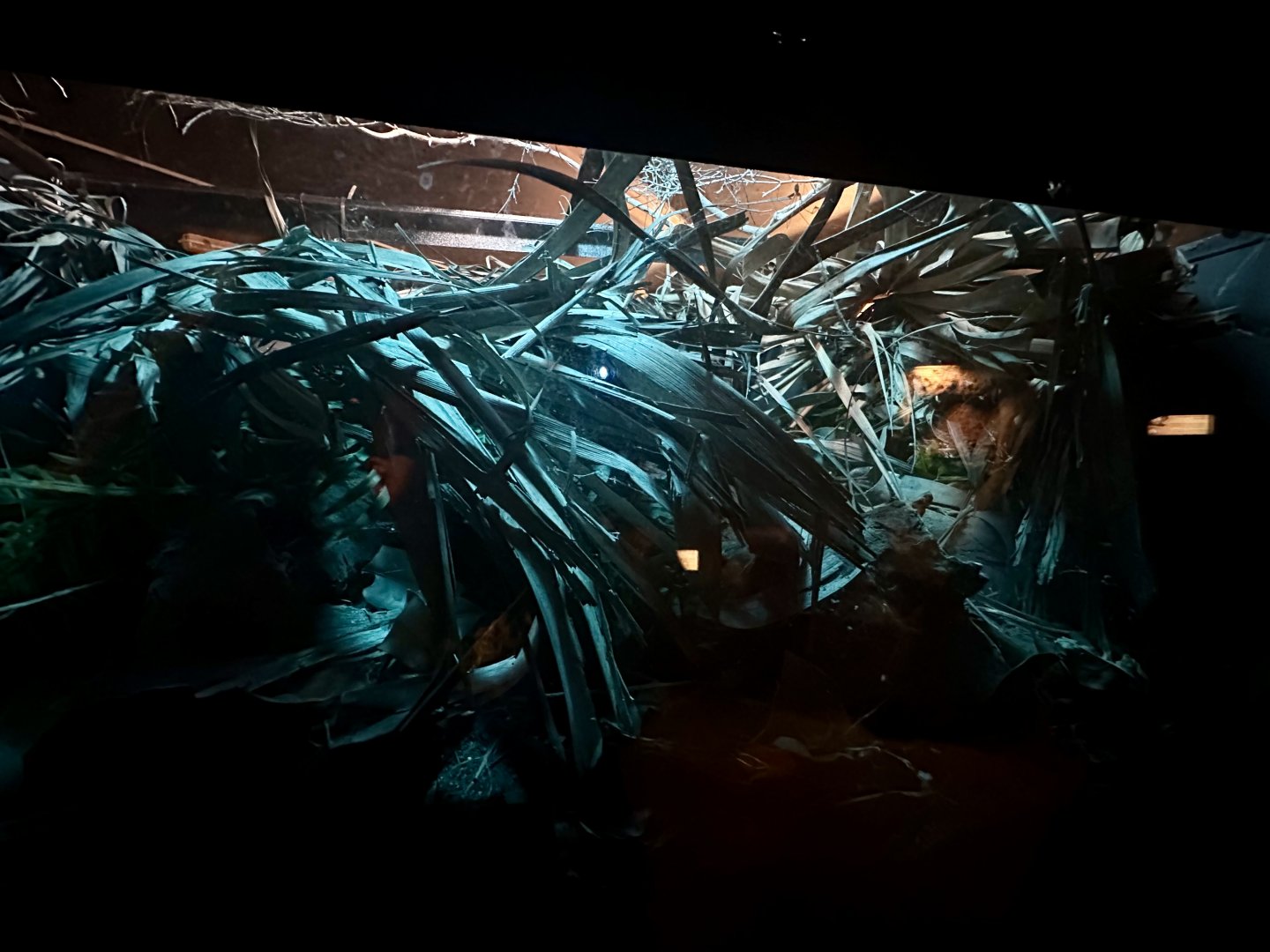 Sydney Funnel Web Spider Exhibit