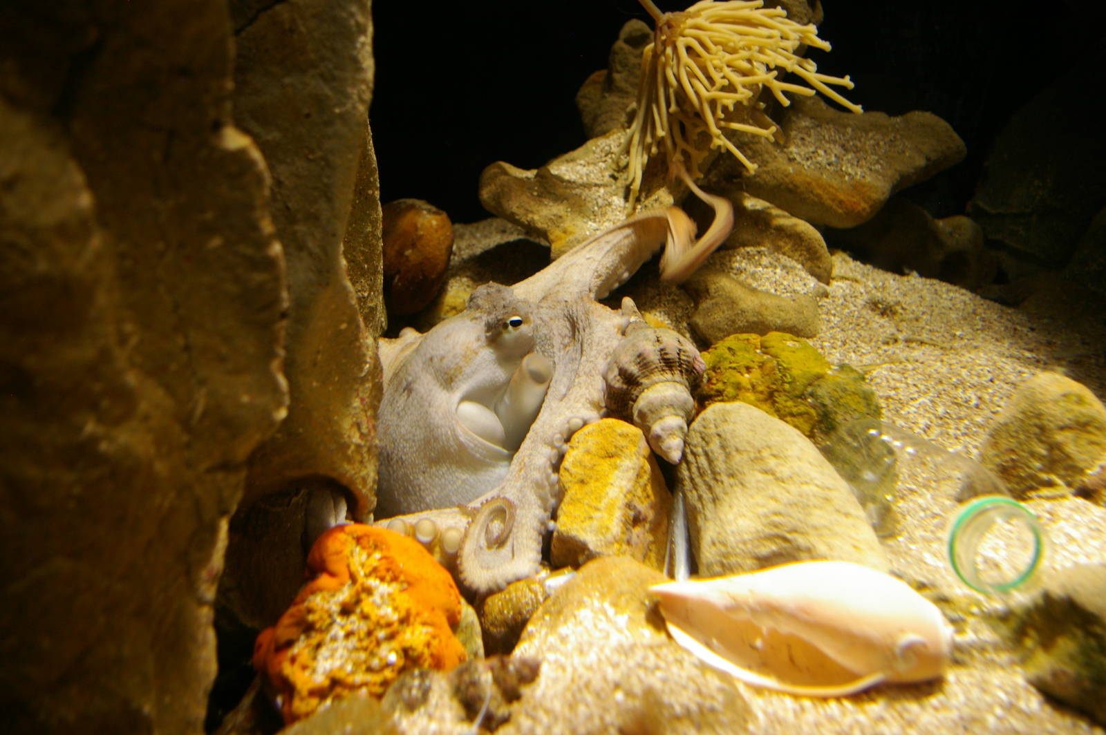 Sydney octopus (Octopus tetricus)