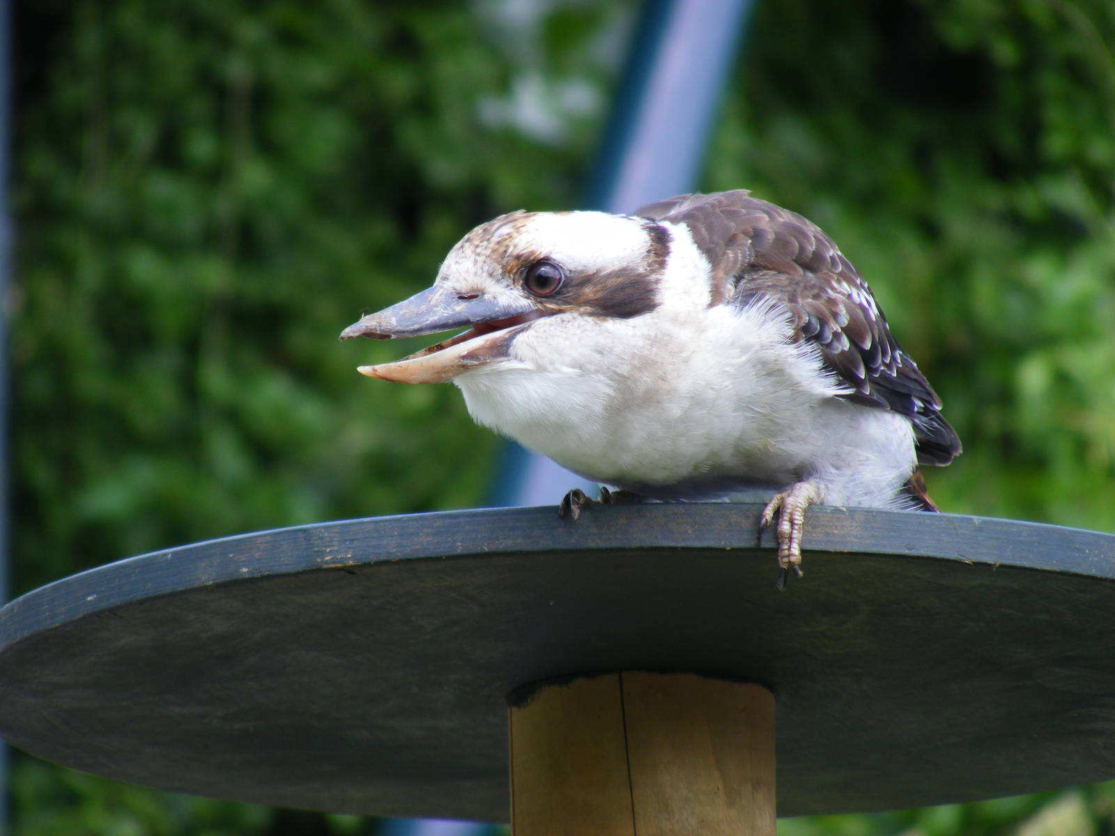 Sydney the laughing kookaburra at Bristol Zoo, 1 August 2010