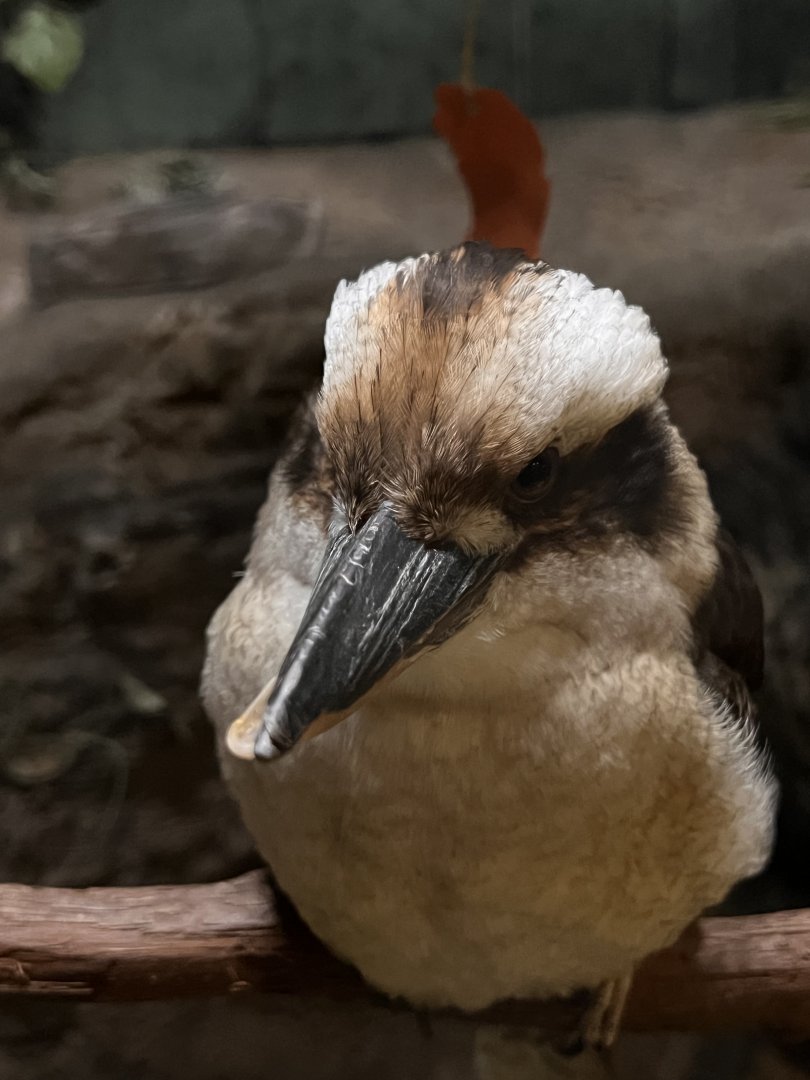 Sydney the laughing kookaburra