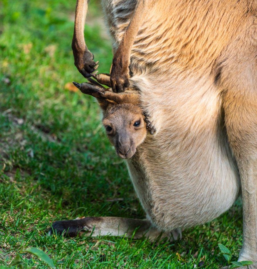 Sydney the mother Western Gray Kangaroo and her Joey