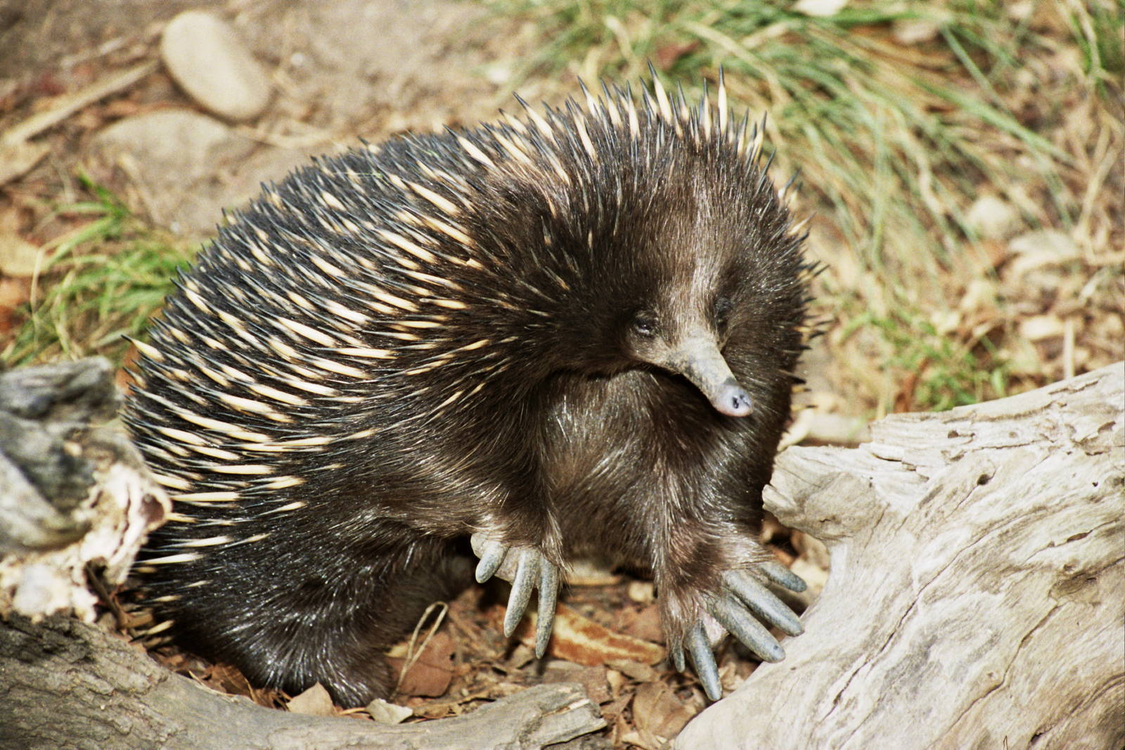 Sydney Wildlife World 2007