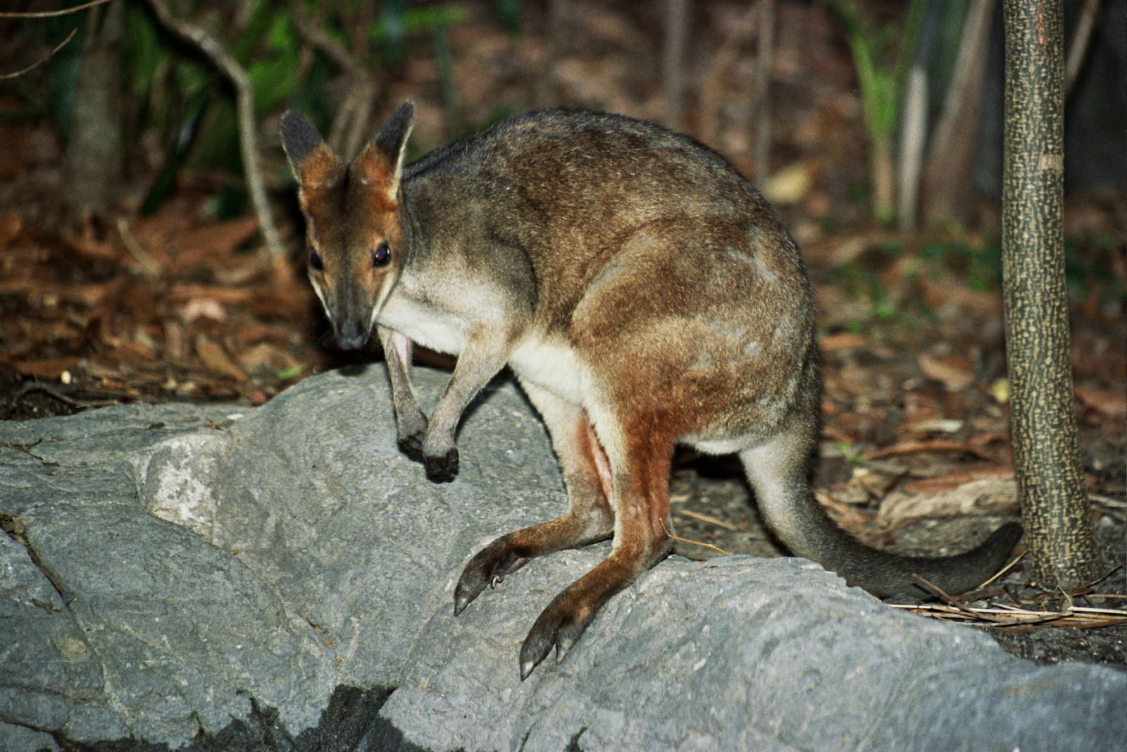 Sydney Wildlife World 2007