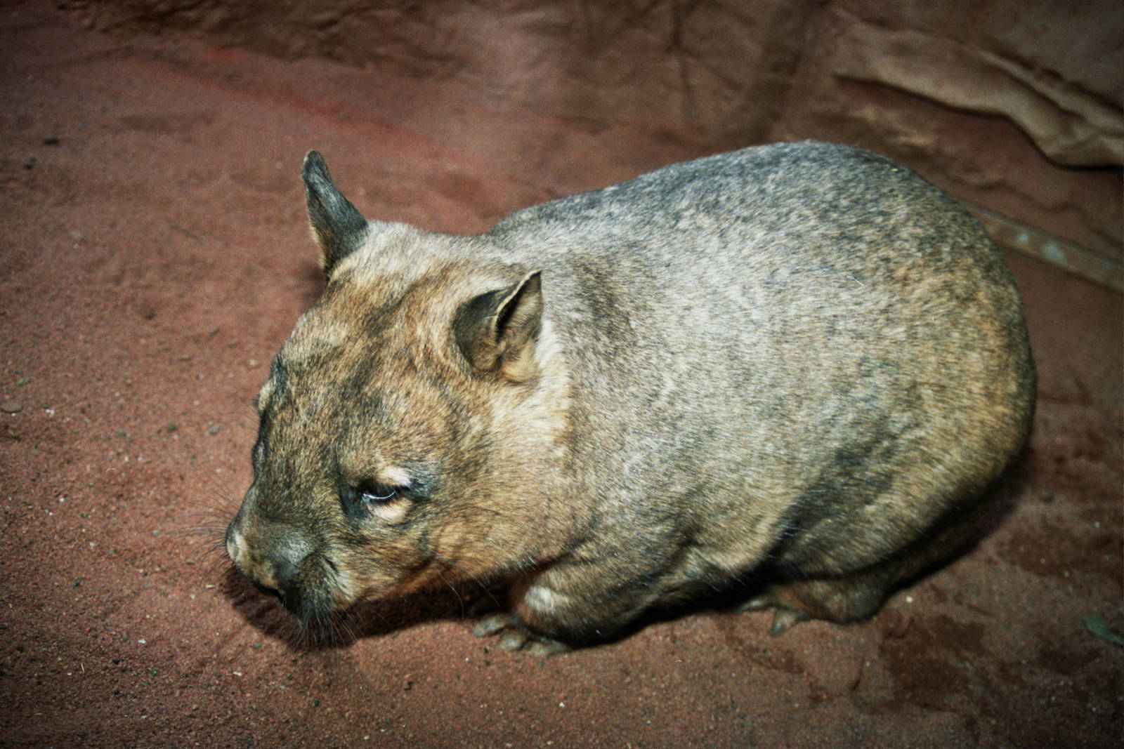 Sydney Wildlife World 2007