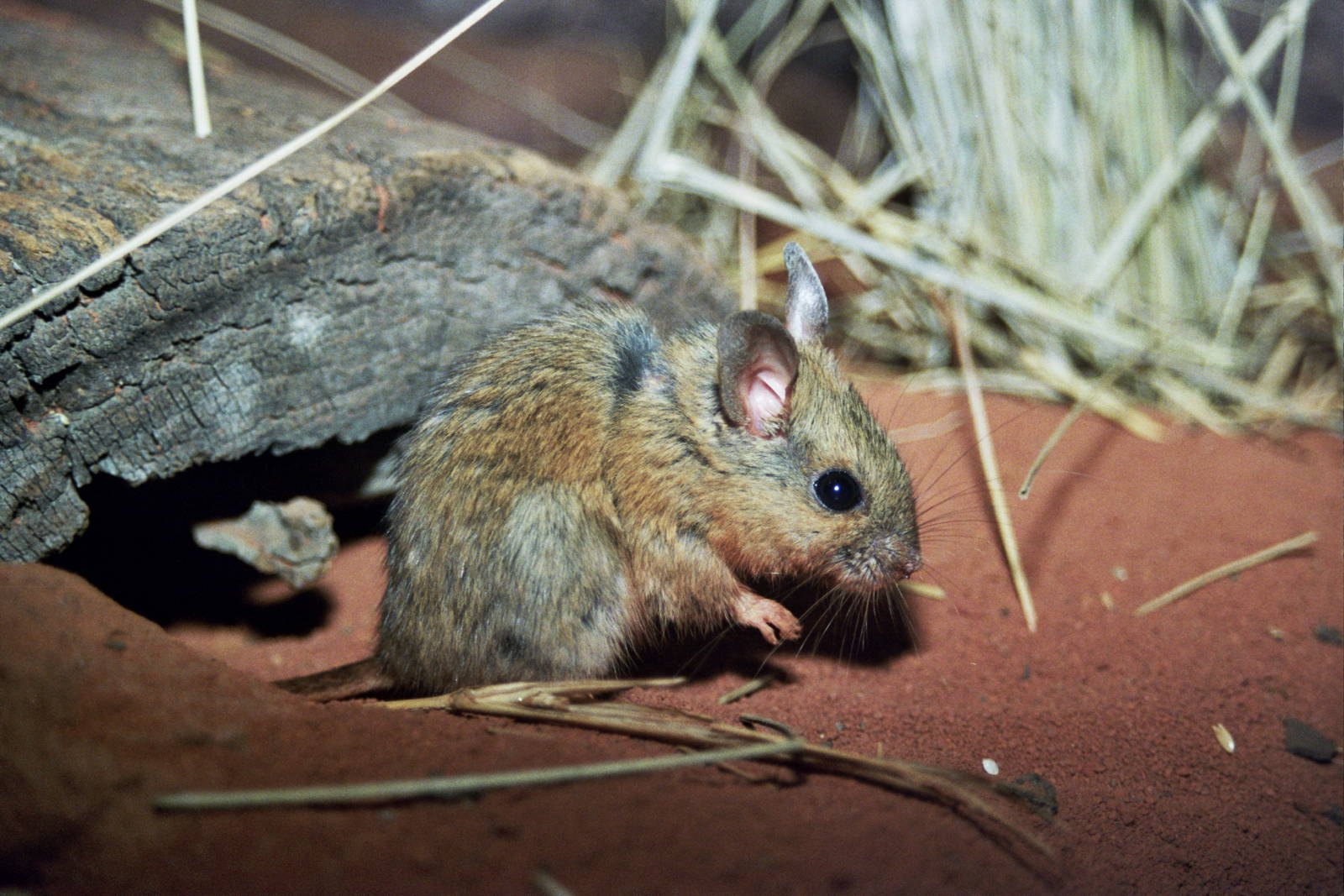 Sydney Wildlife World 2007