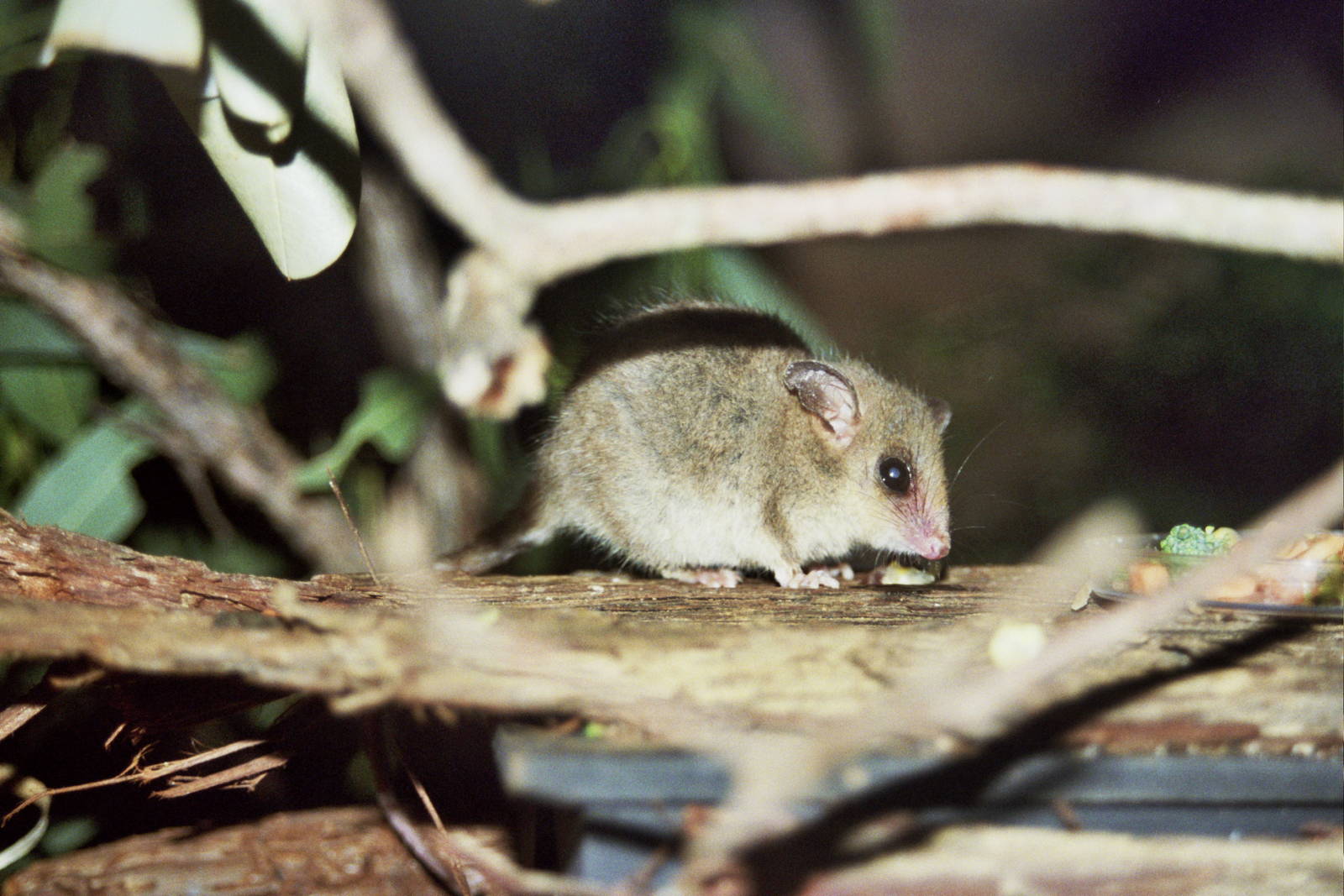 Sydney Wildlife World 2007