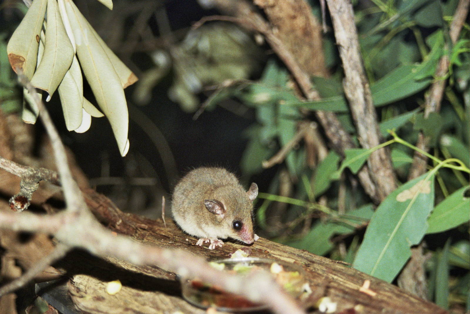 Sydney Wildlife World 2007